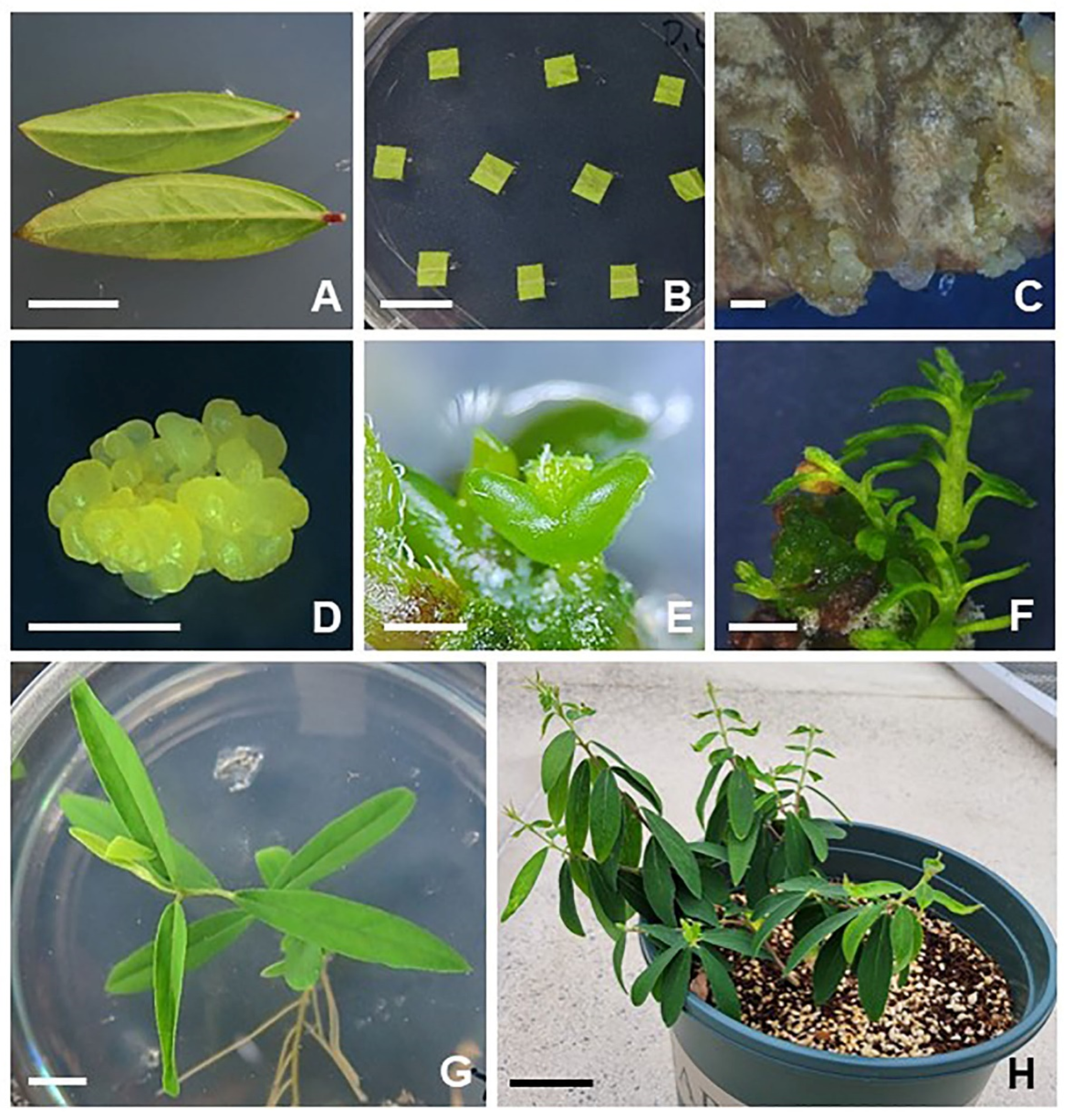 Plants 12 02175 g001