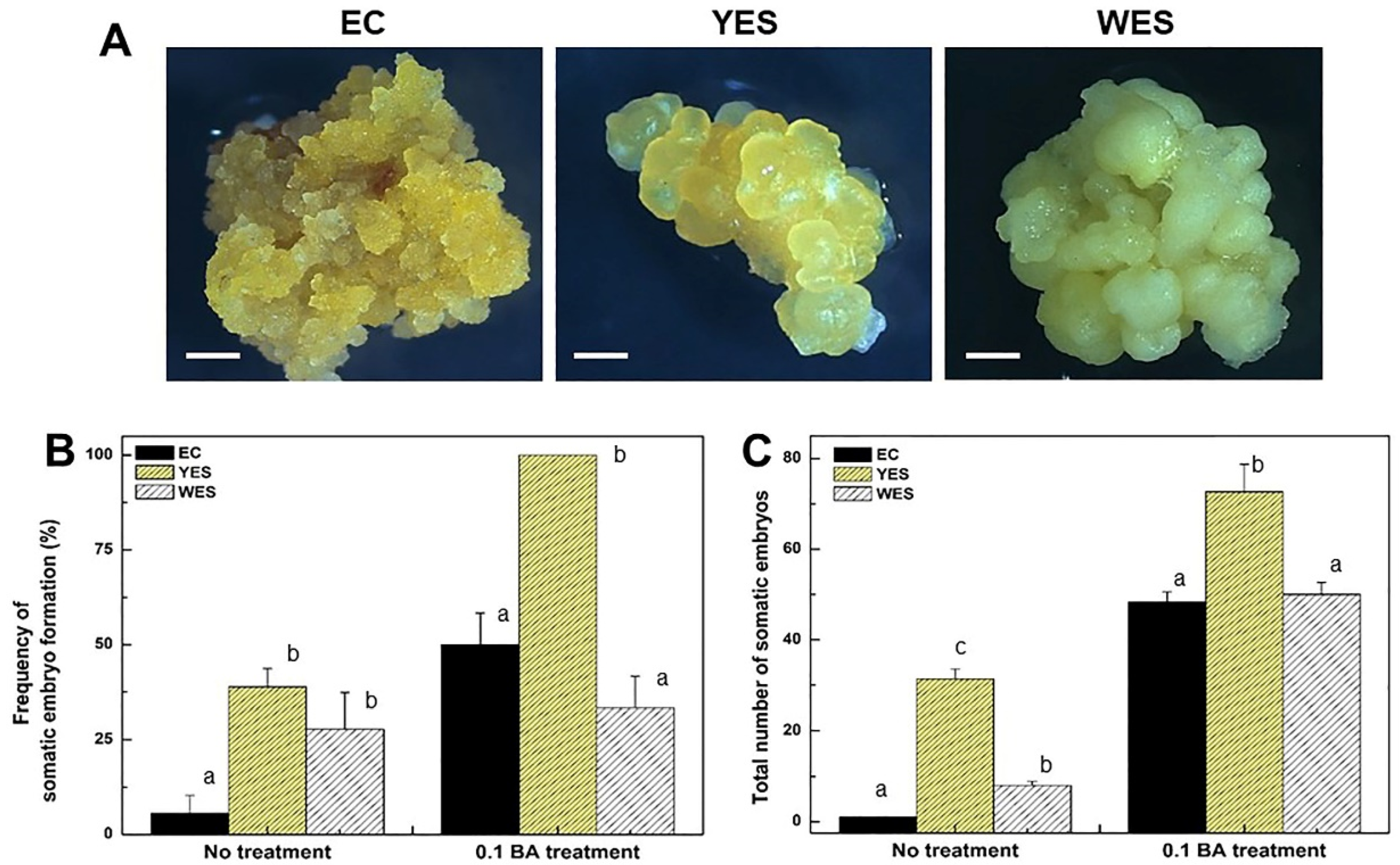 Plants 12 02175 g004