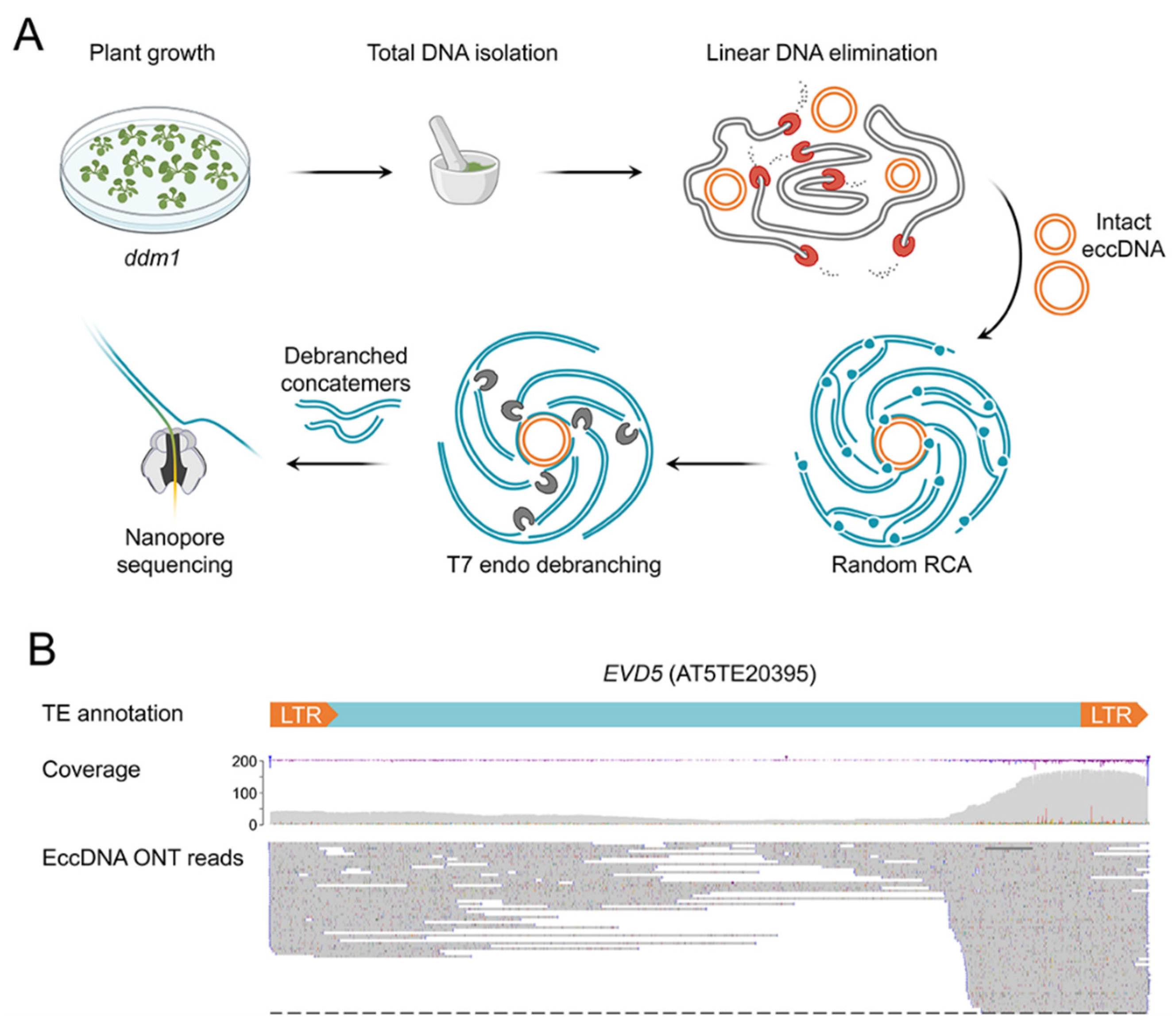 Plants 12 02178 g001 Plants 12 02178 g001
