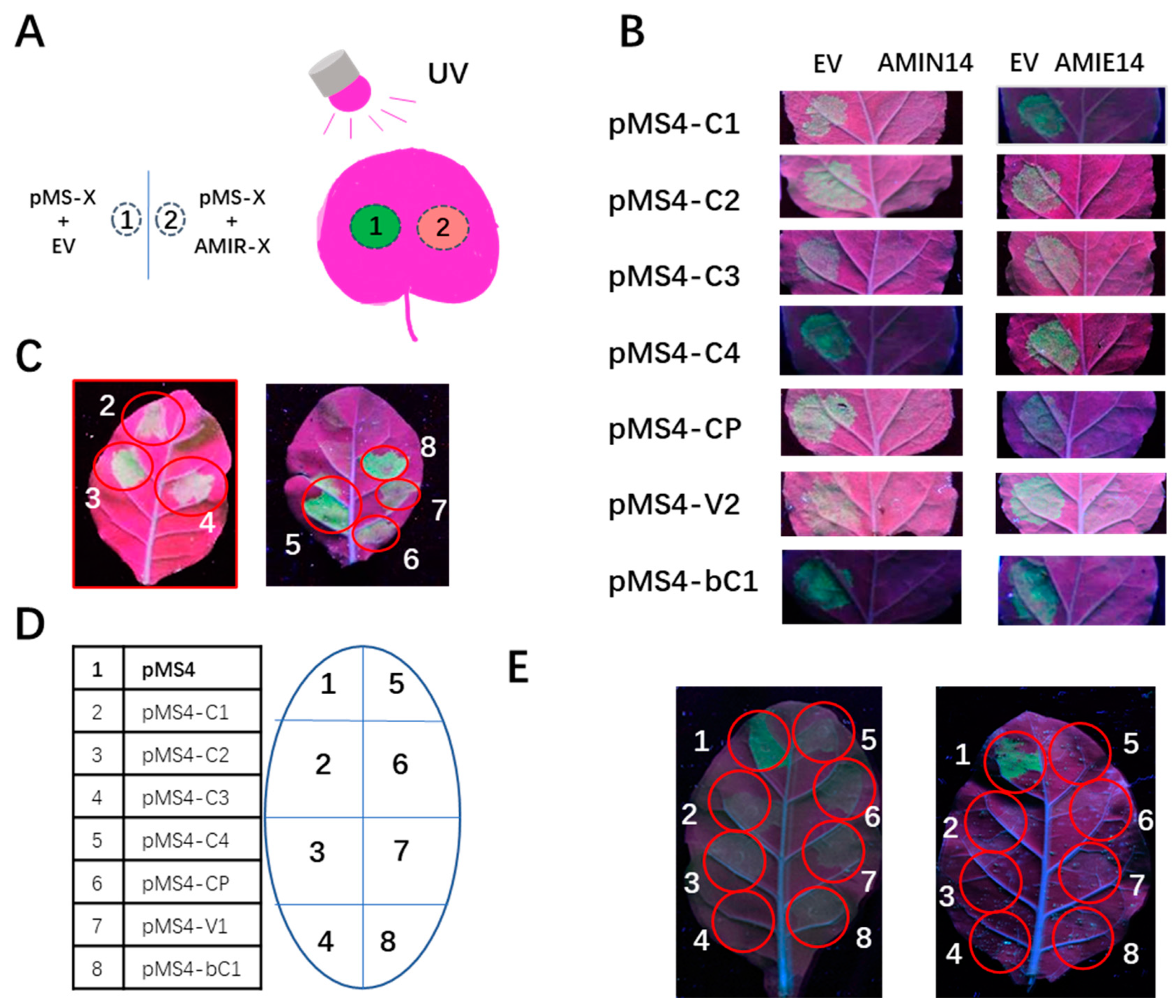 Plants 12 02179 g003 Plants 12 02179 g003