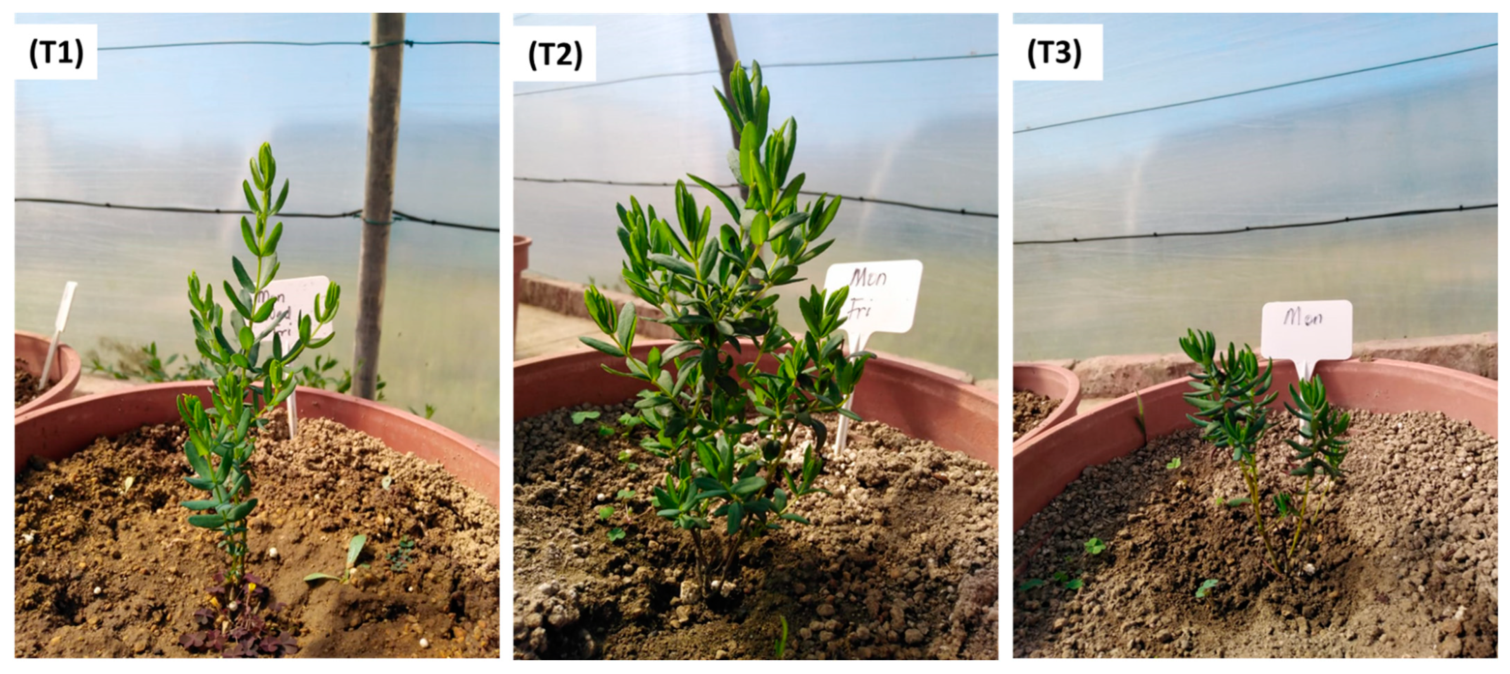 Plants 12 02181 g004 Plants 12 02181 g004