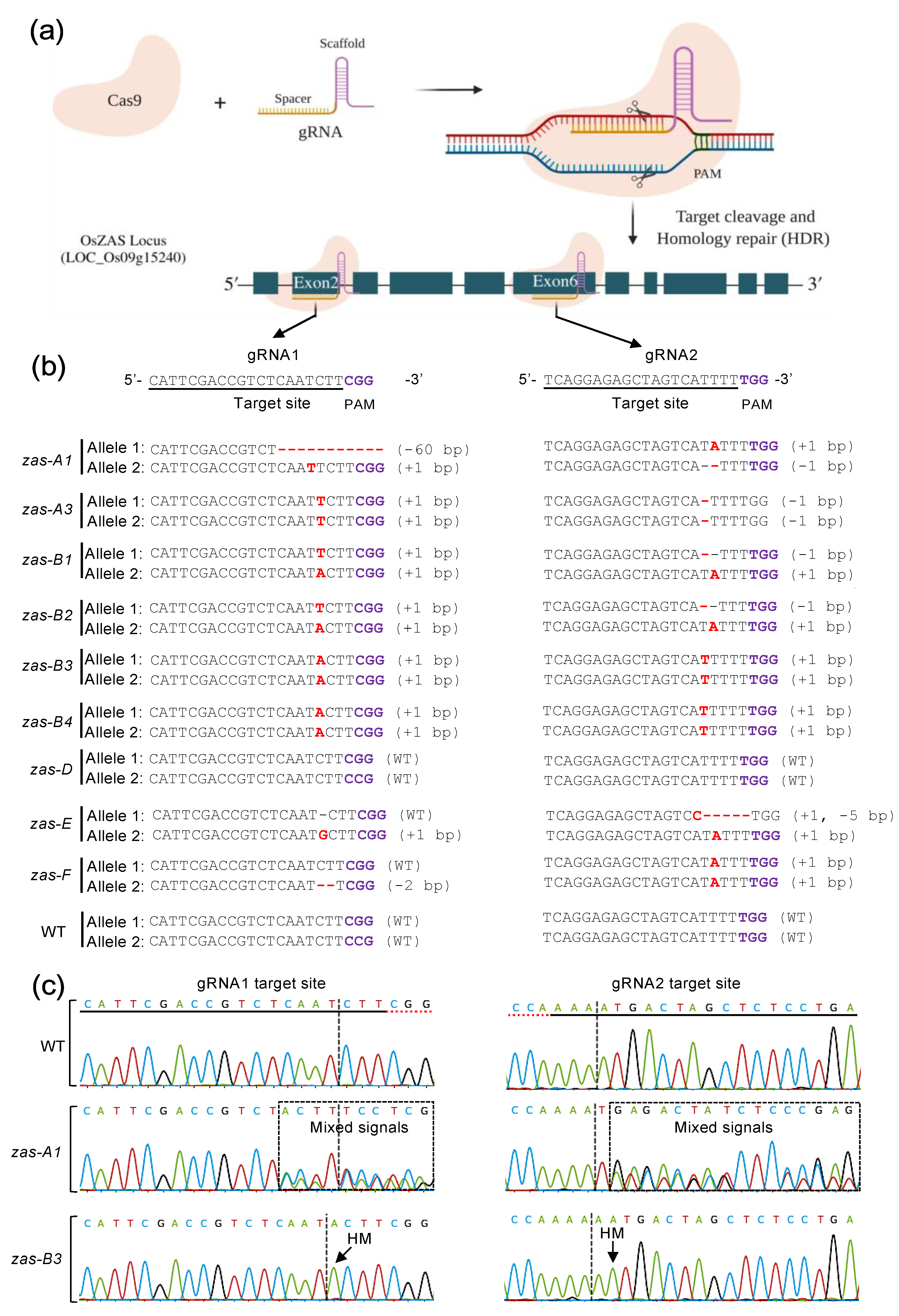 Plants 12 02189 g003 Plants 12 02189 g003