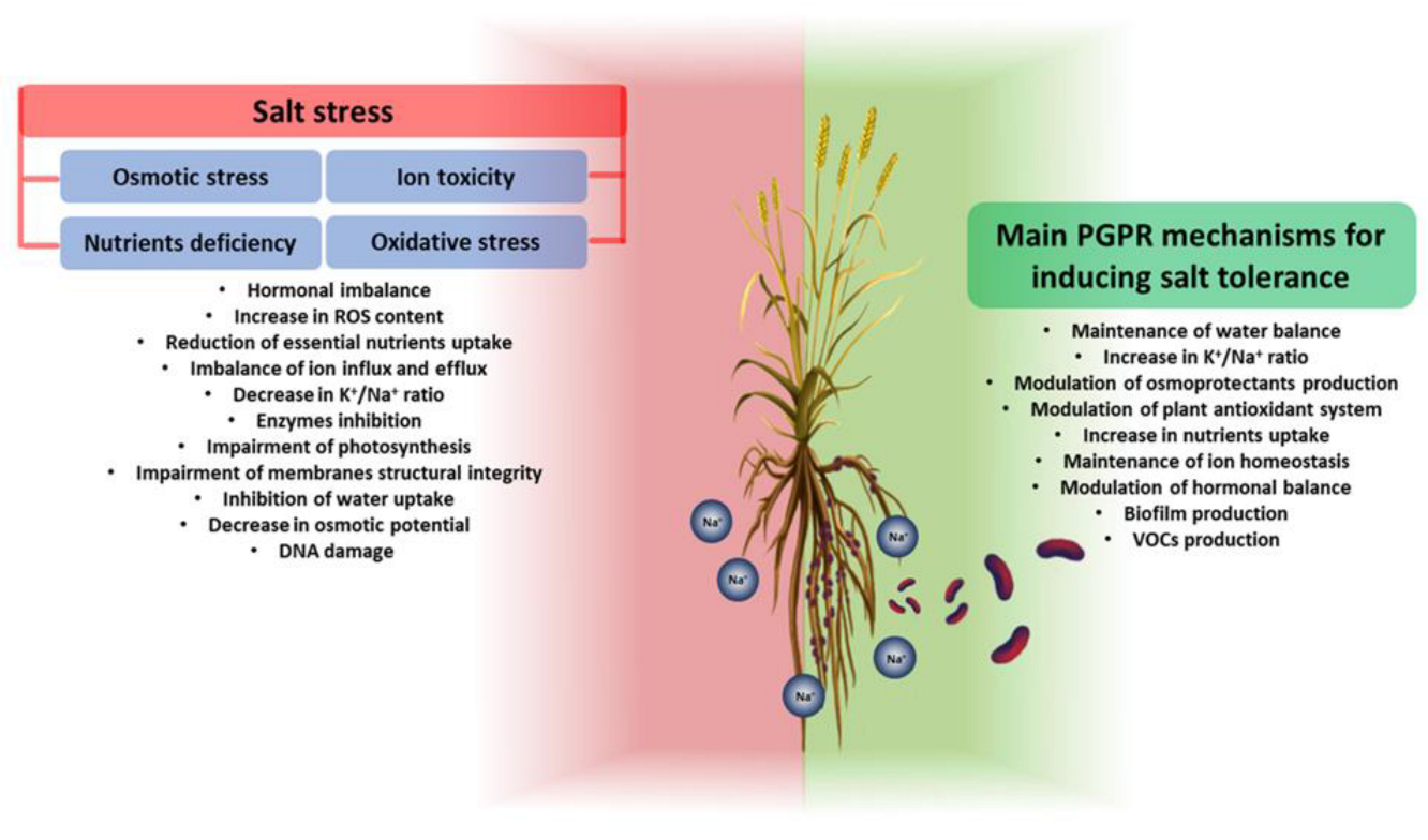 Plants Free FullText The Contribution of PGPR in Salt Stress