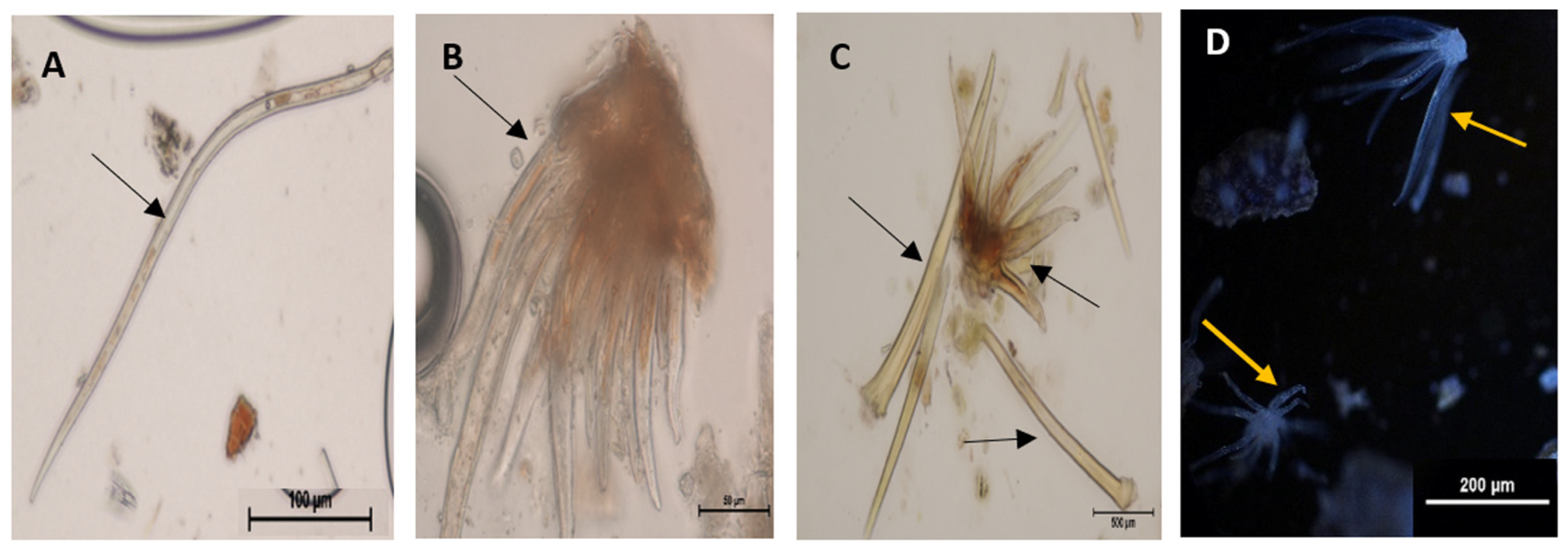 Plants 12 02198 g001