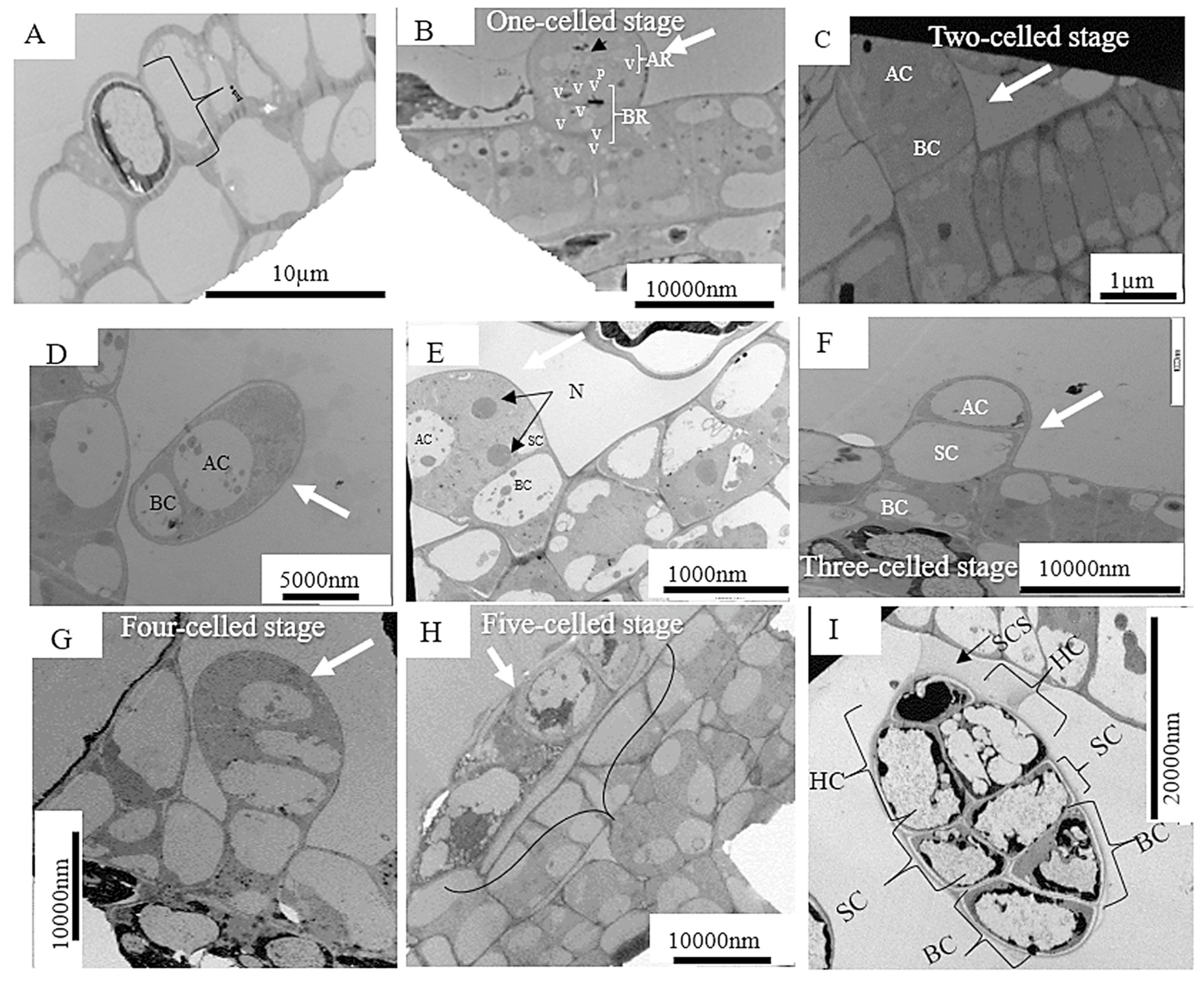 Plants 12 02198 g004