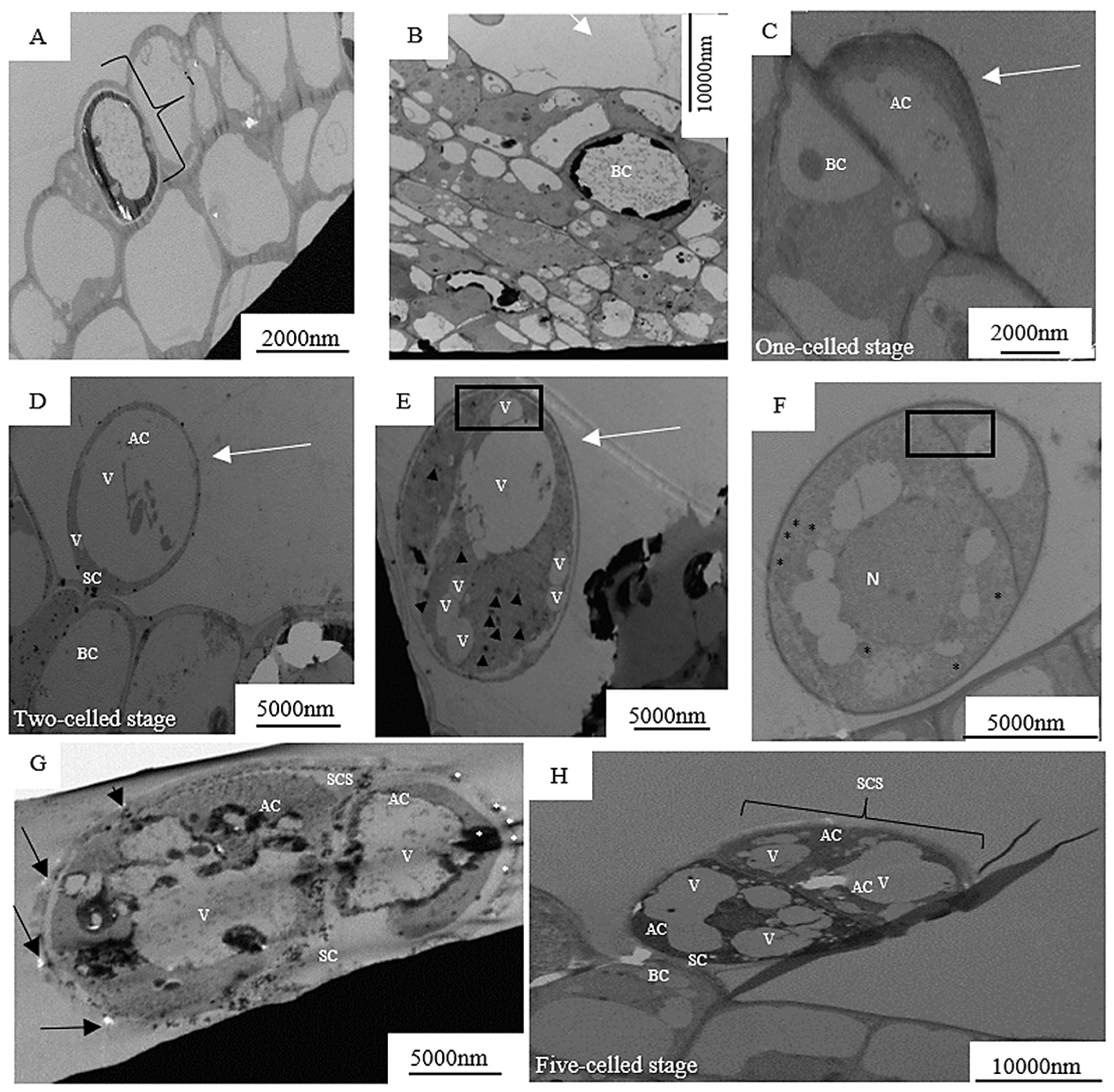 Plants 12 02198 g005