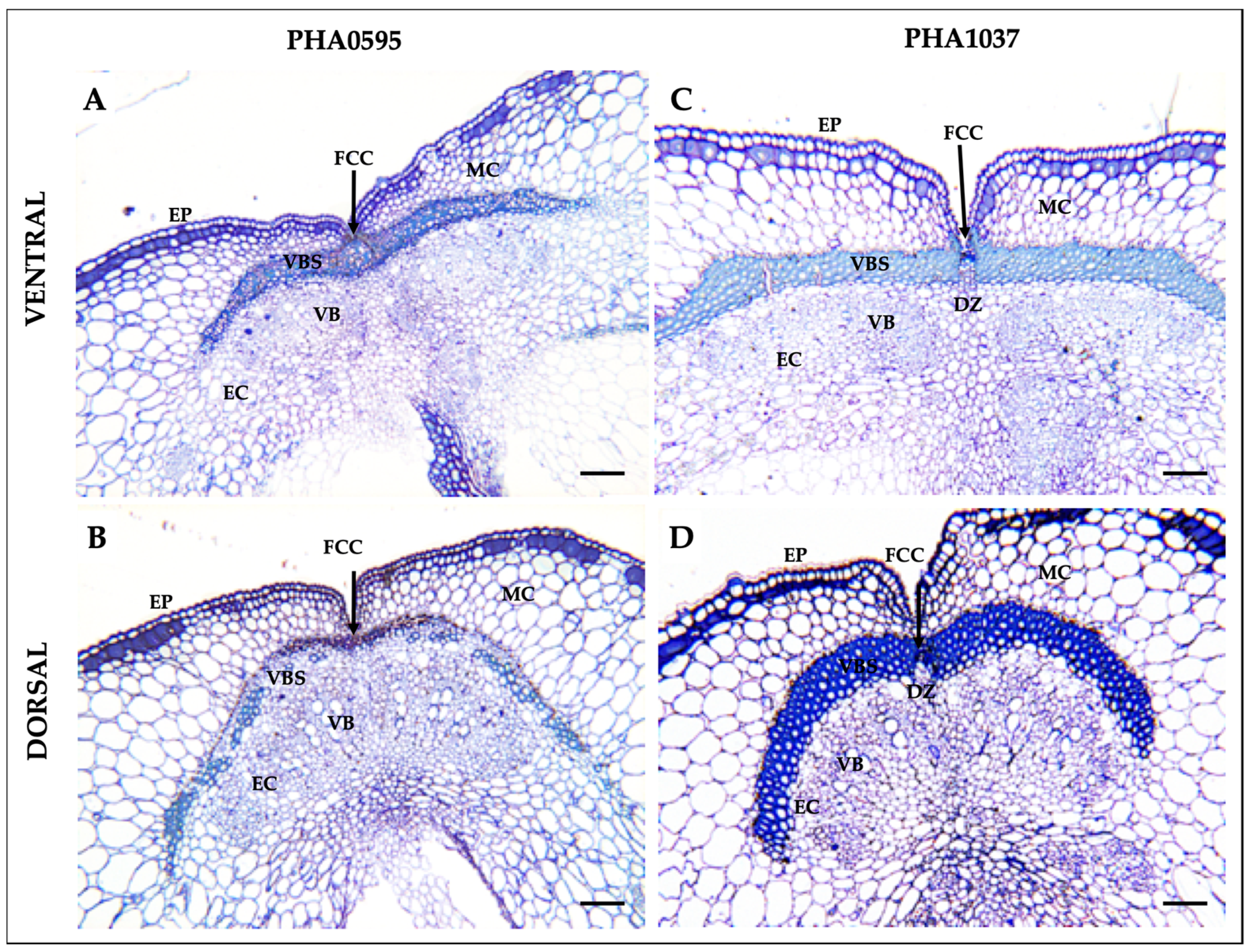 Plants 12 02212 g002 Plants 12 02212 g002