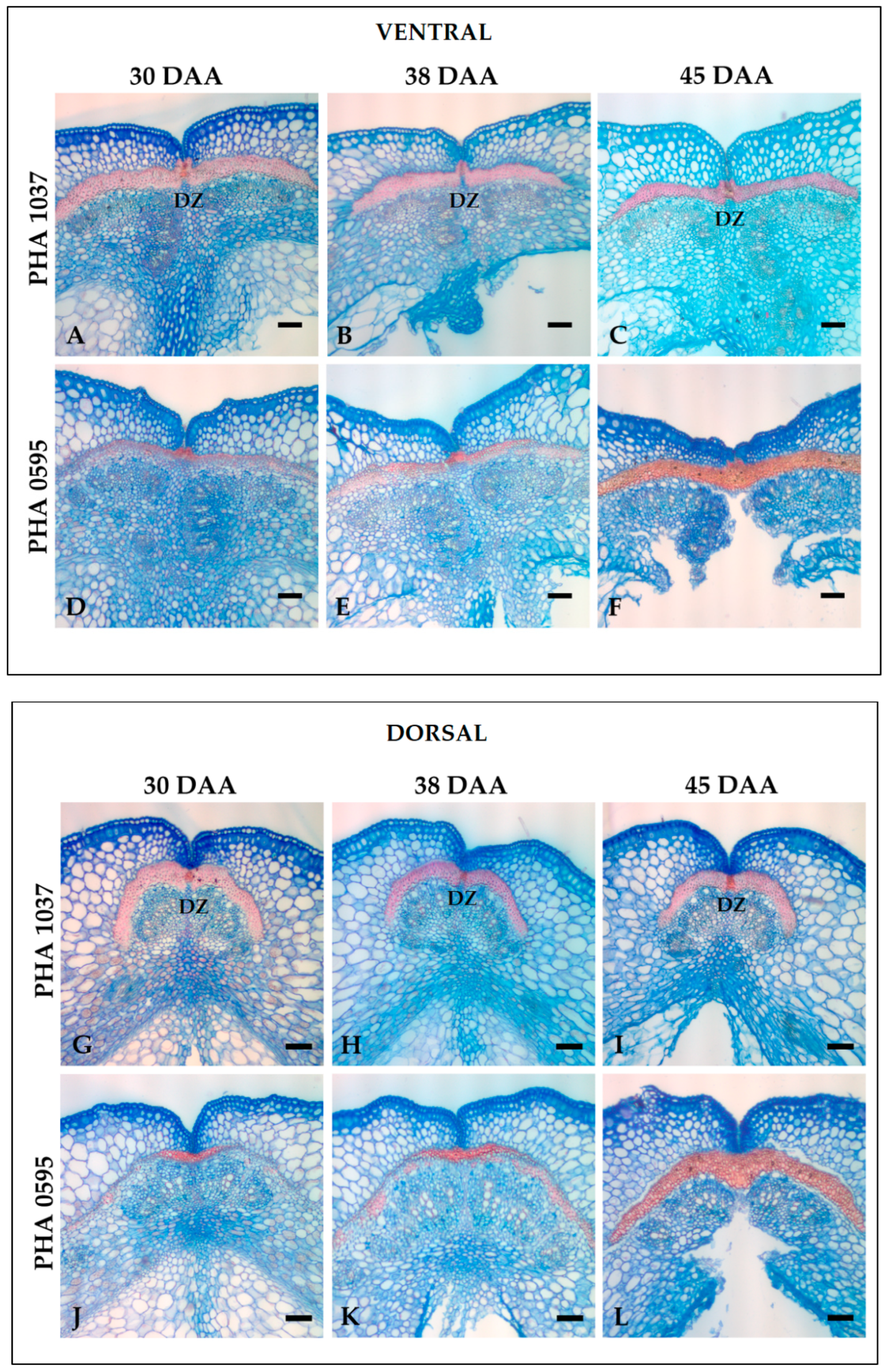 Plants 12 02212 g004 Plants 12 02212 g004