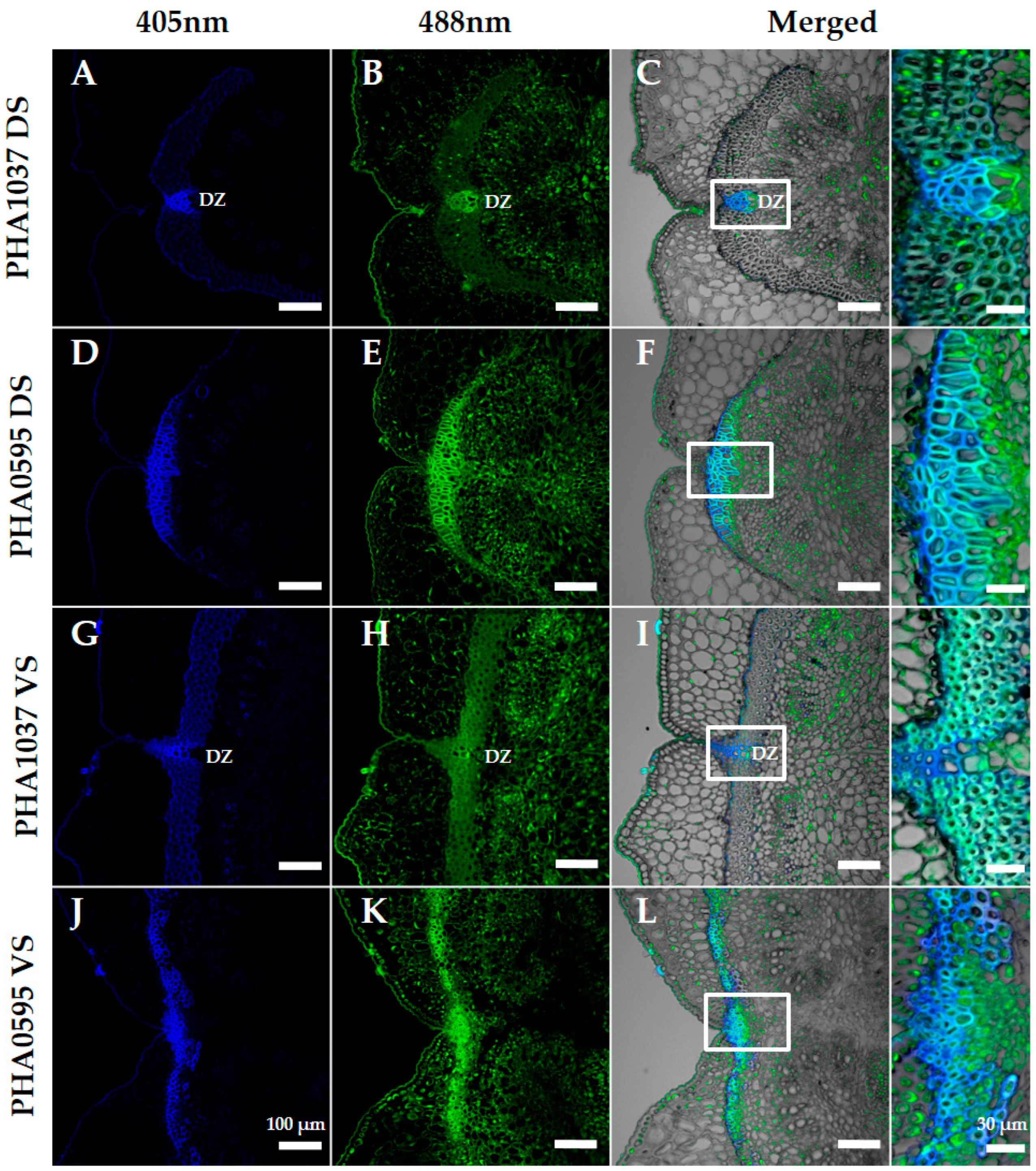Plants 12 02212 g005 Plants 12 02212 g005