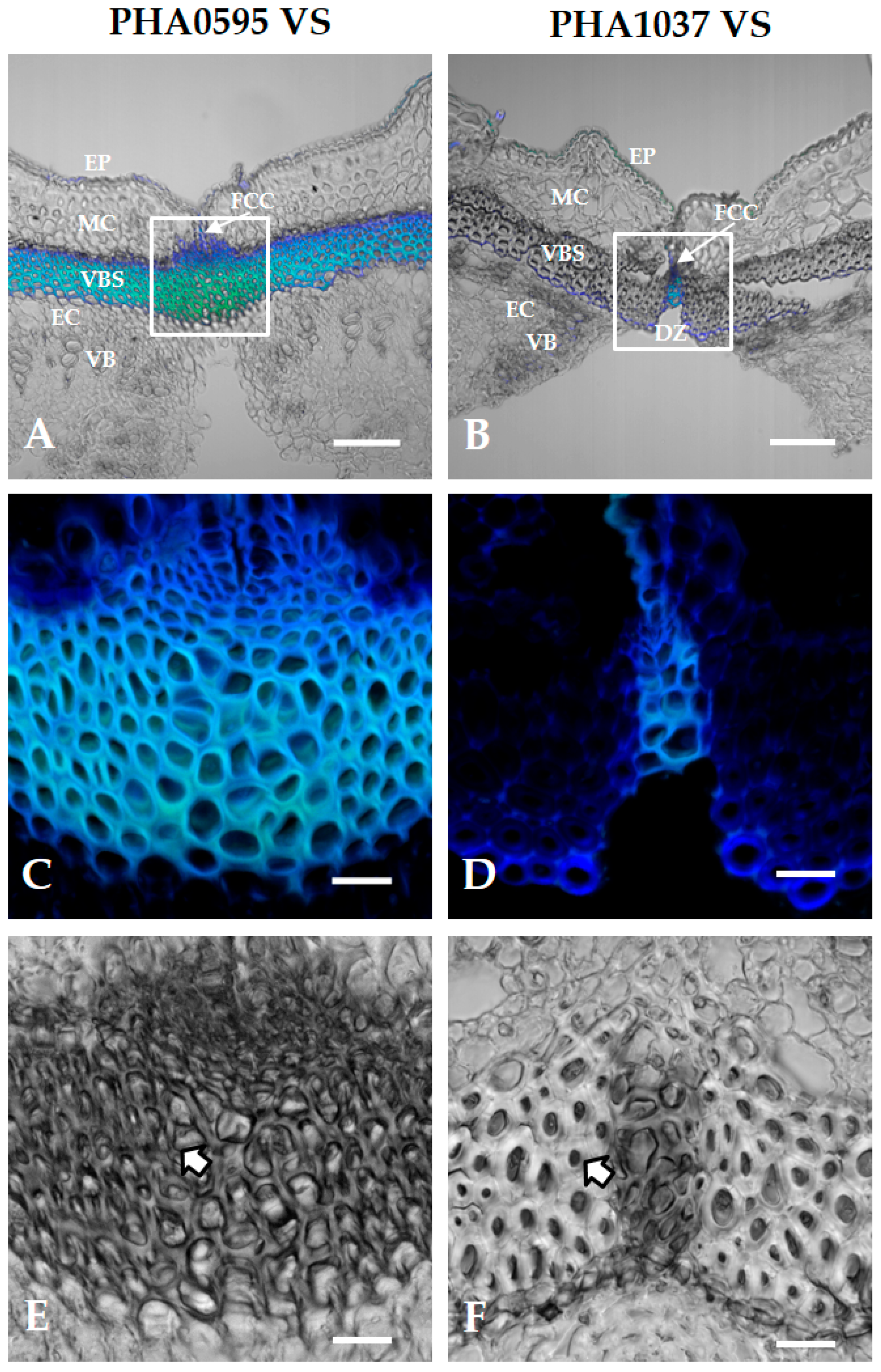 Plants 12 02212 g006 Plants 12 02212 g006