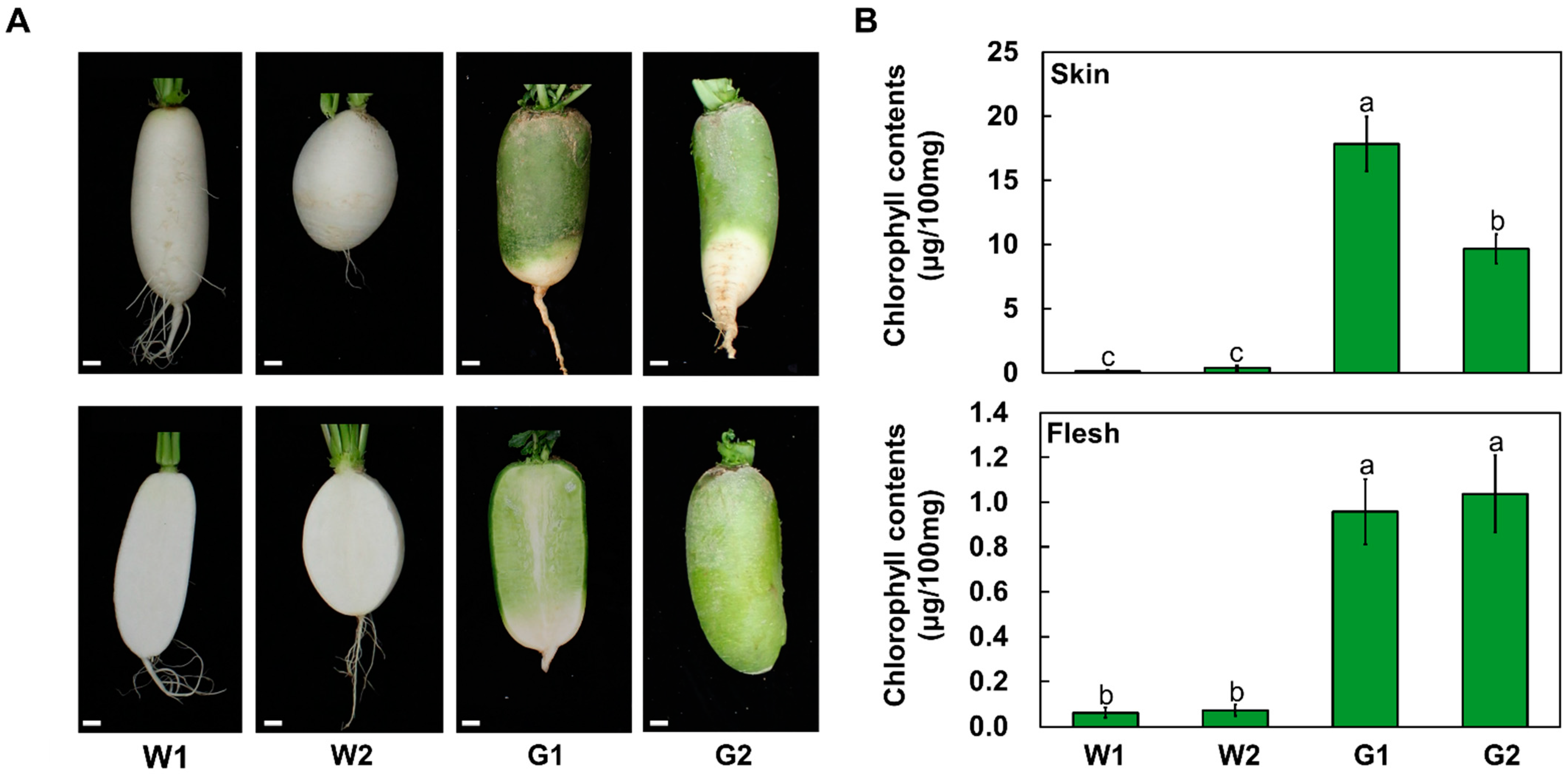 Plants 12 02214 g002 Plants 12 02214 g002