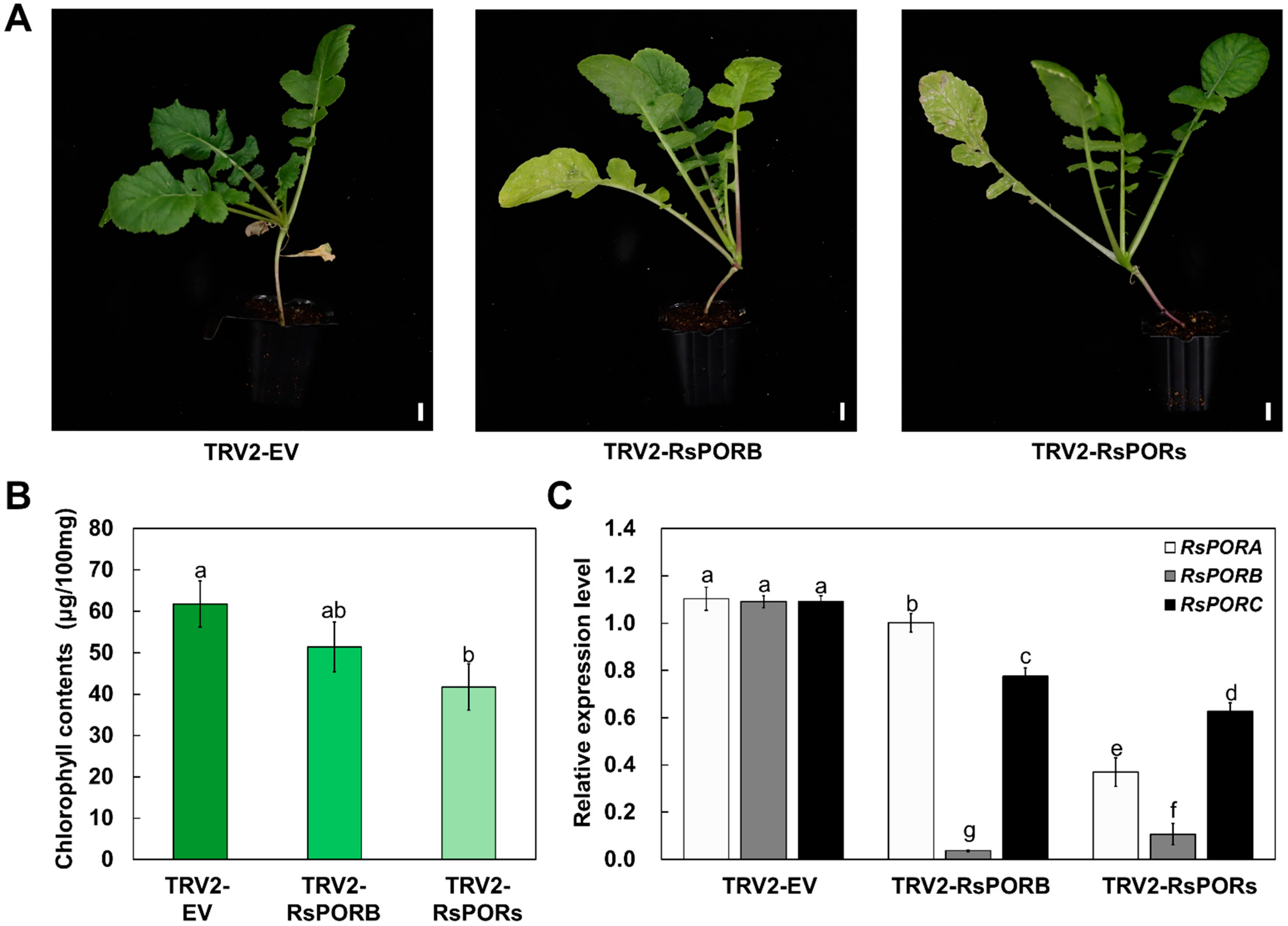 Plants 12 02214 g005 Plants 12 02214 g005