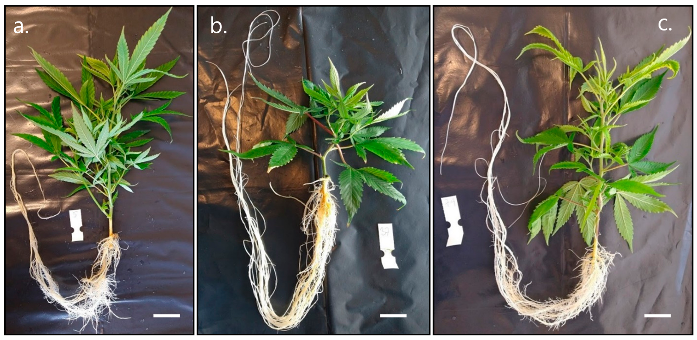 Plants 12 02216 g003 Plants 12 02216 g003