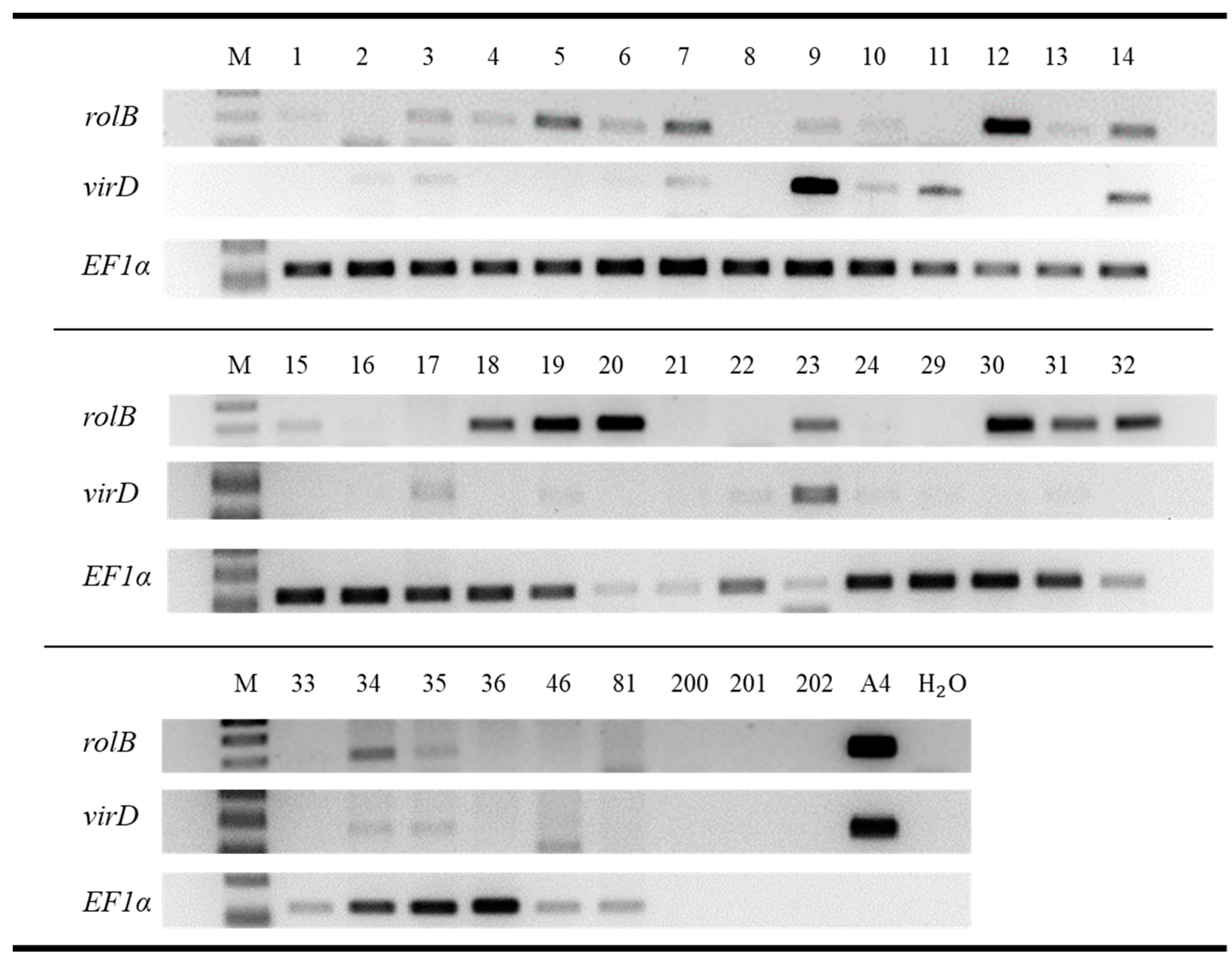 Plants 12 02216 g004 Plants 12 02216 g004