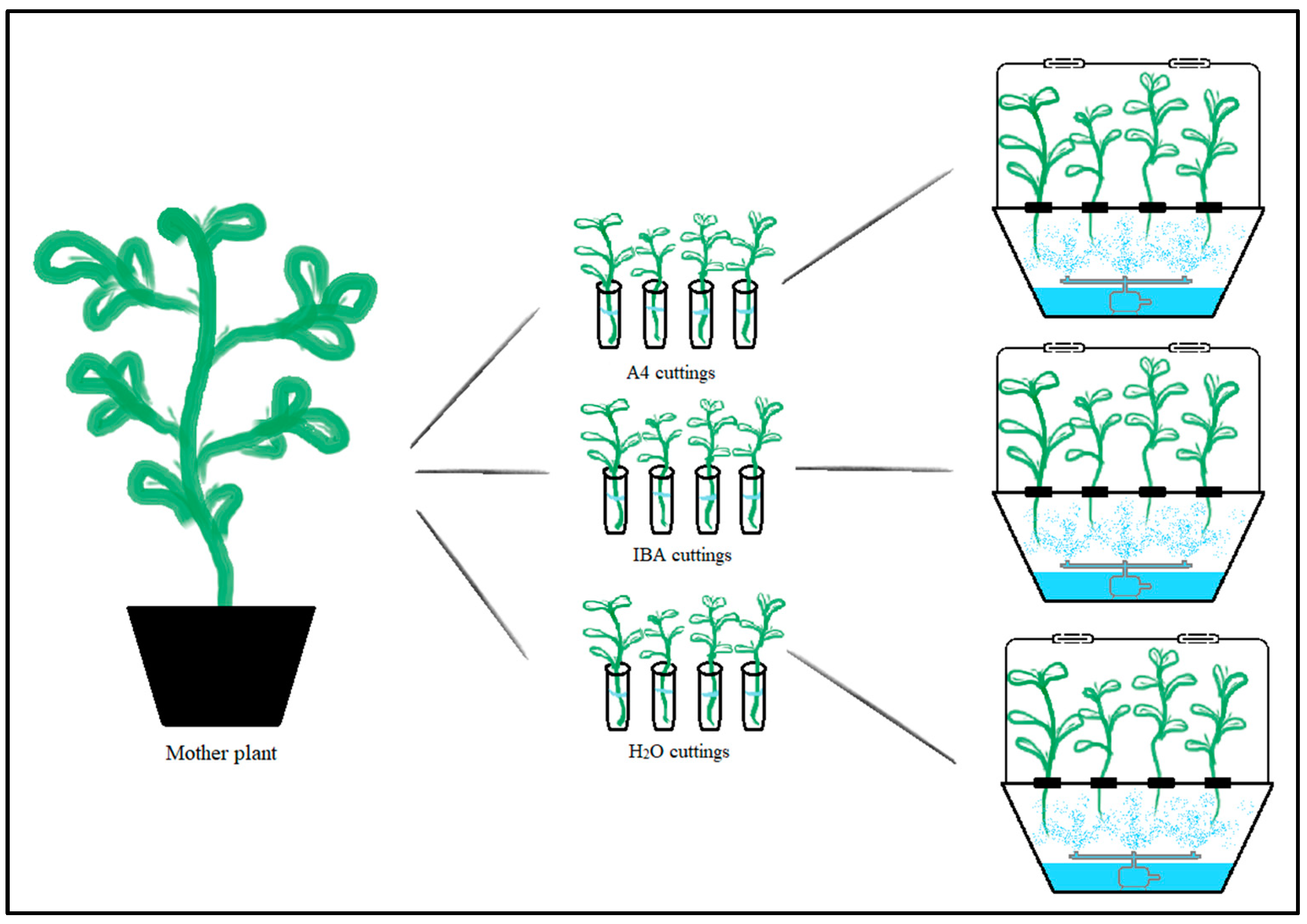 Plants 12 02216 g005 Plants 12 02216 g005