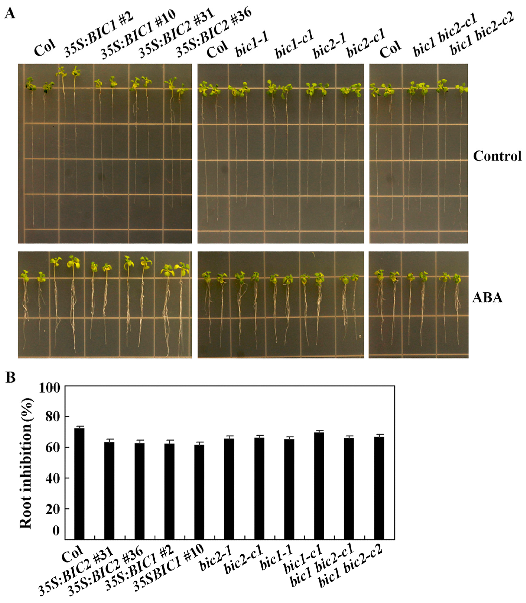 Plants 12 02220 g007 Plants 12 02220 g007