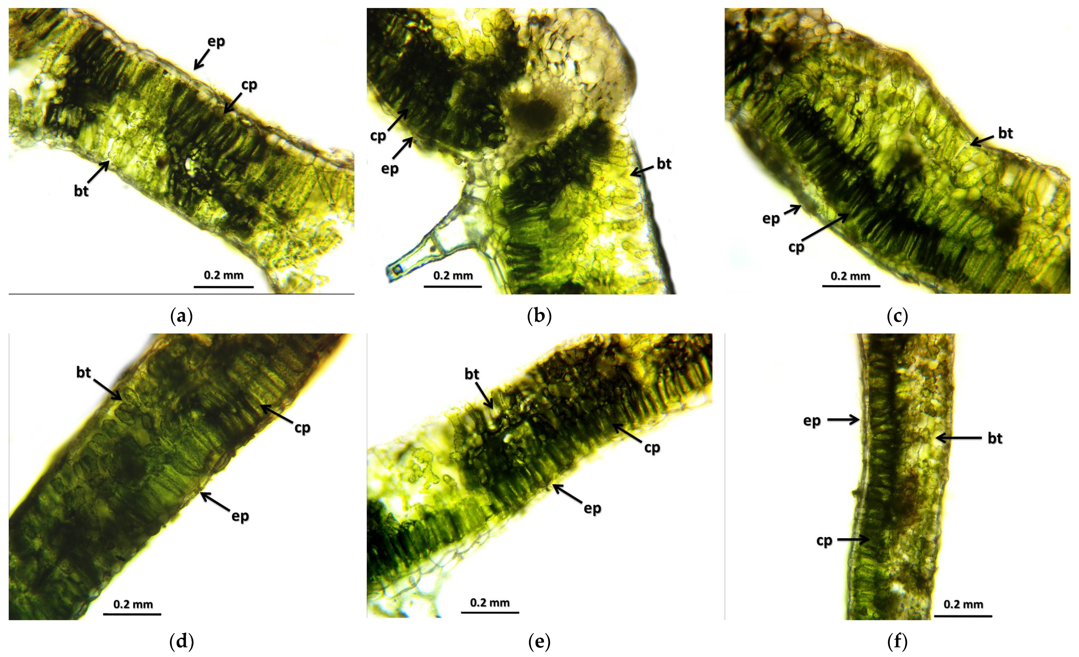 Plants 12 02245 g001