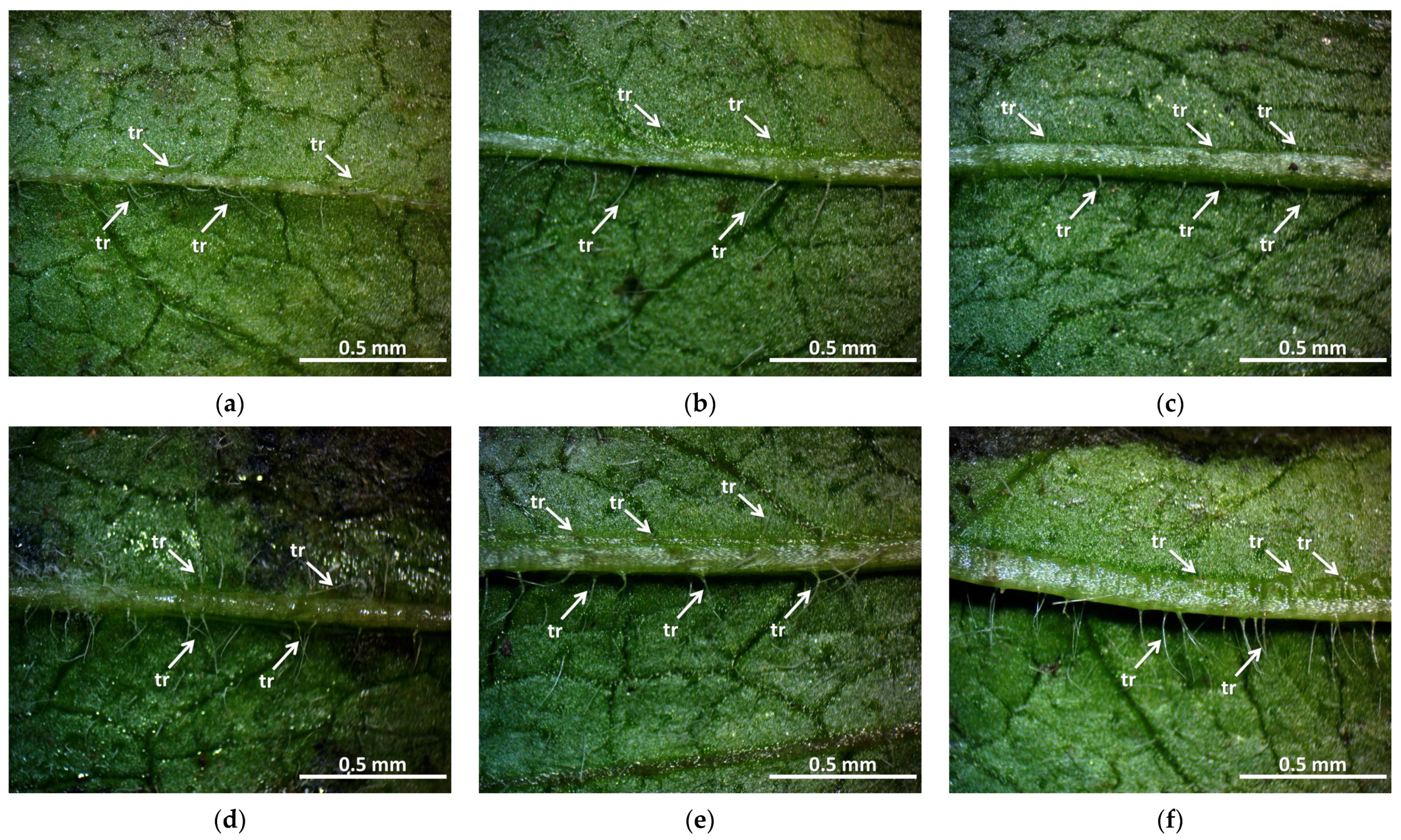 Plants 12 02245 g003