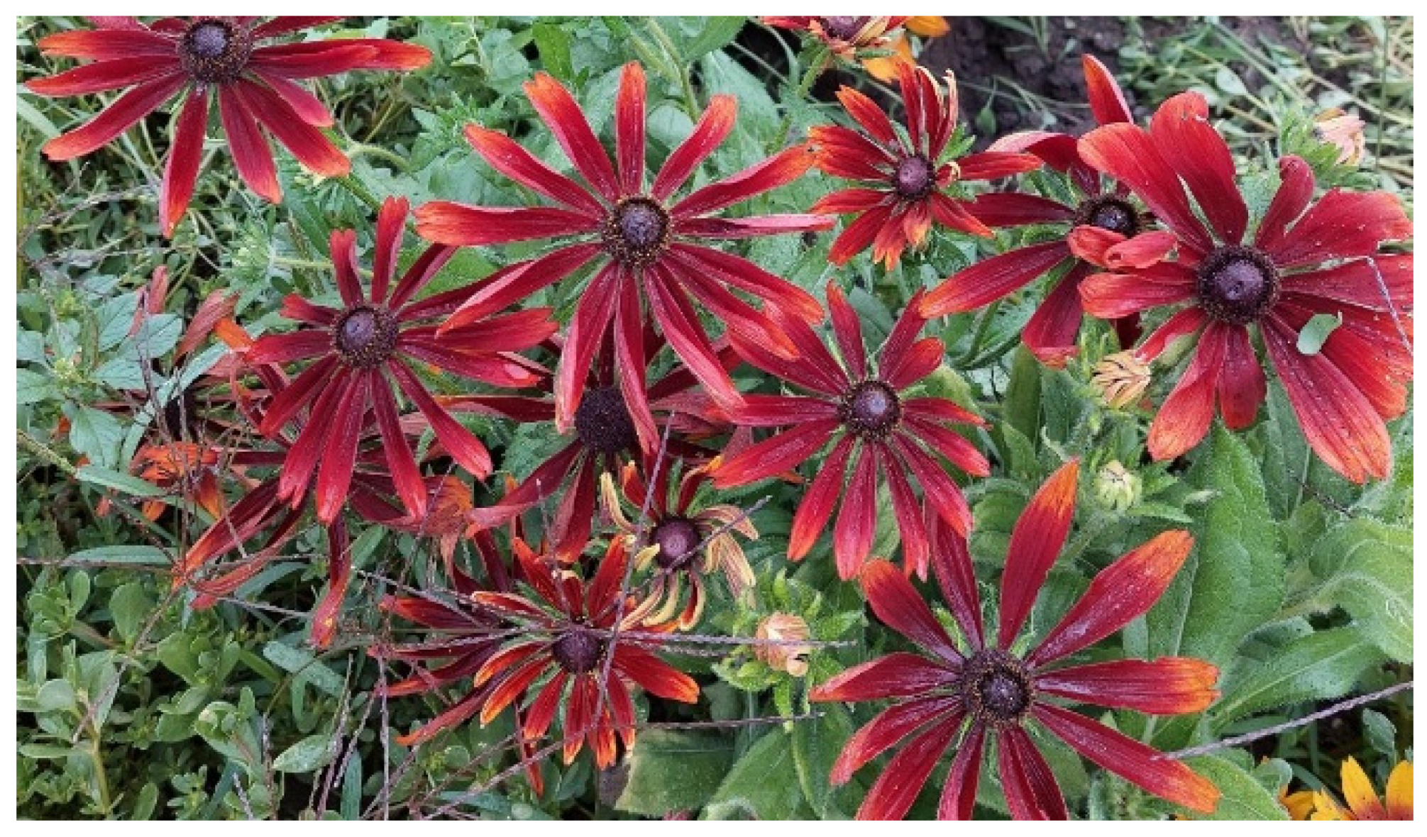 Plants 12 02245 g009