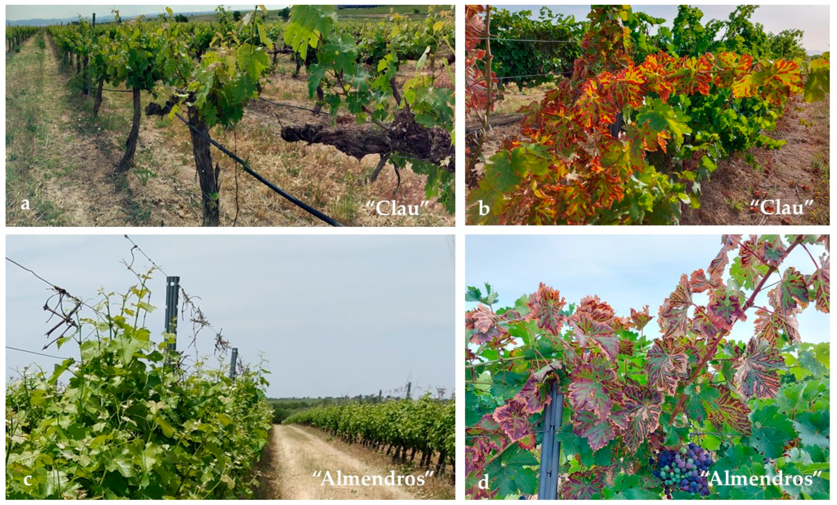 Plants 12 02251 g011