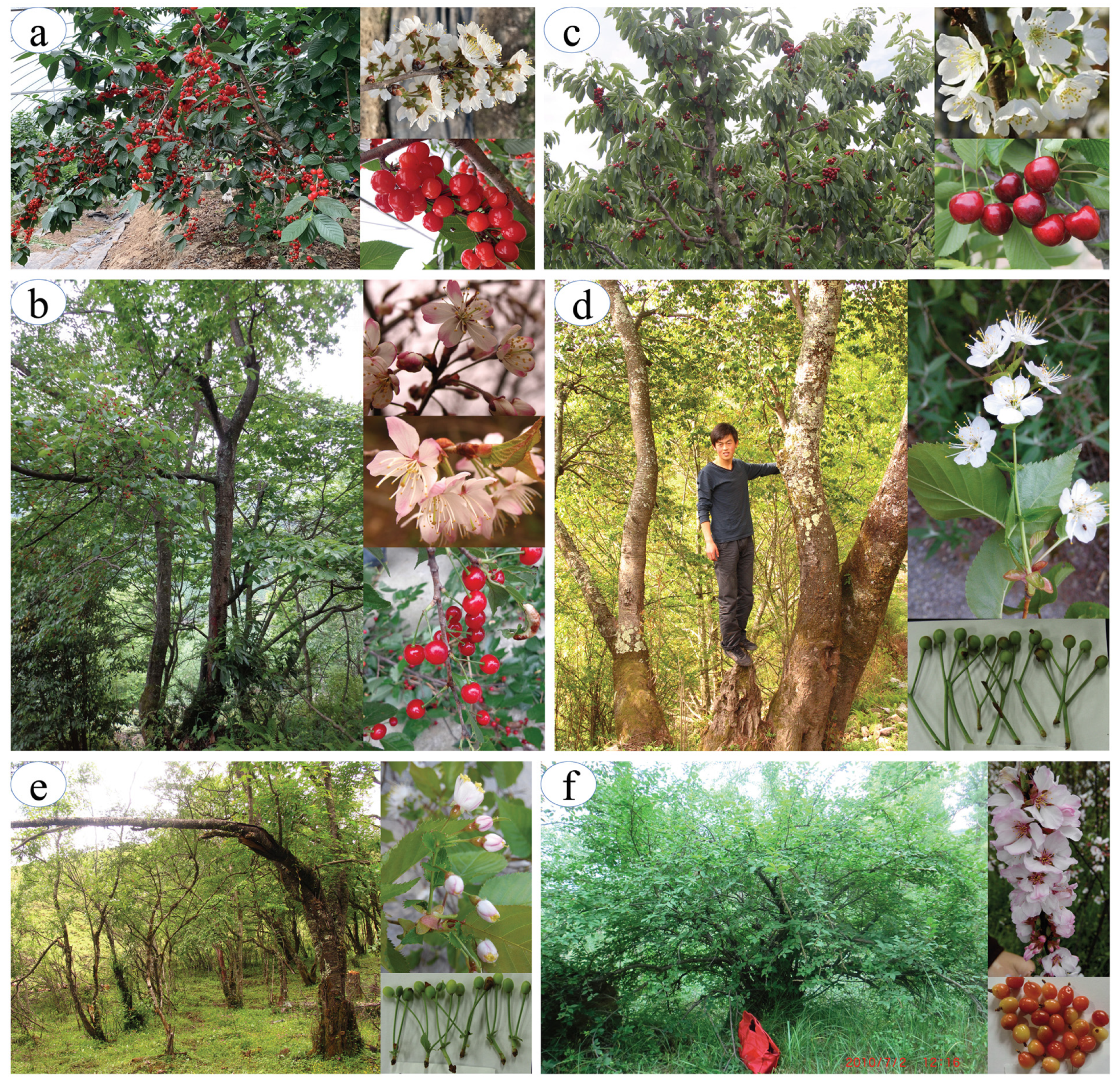 Plants 12 02258 g001