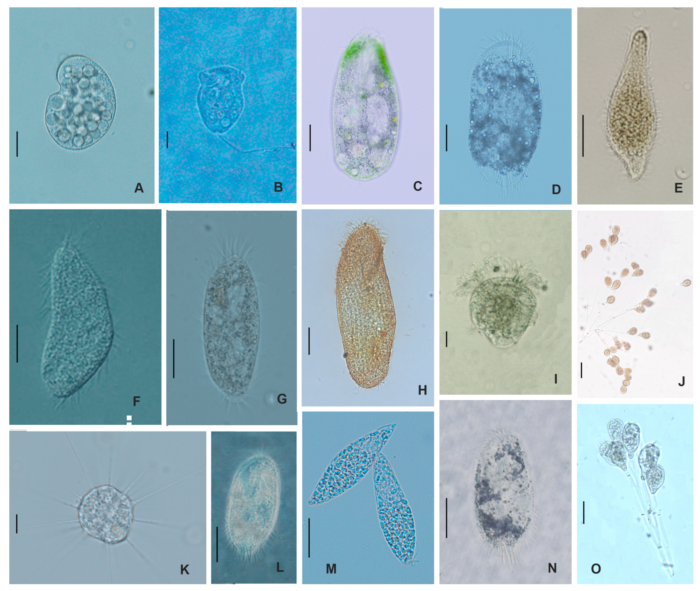 Plants 12 02260 g0a3