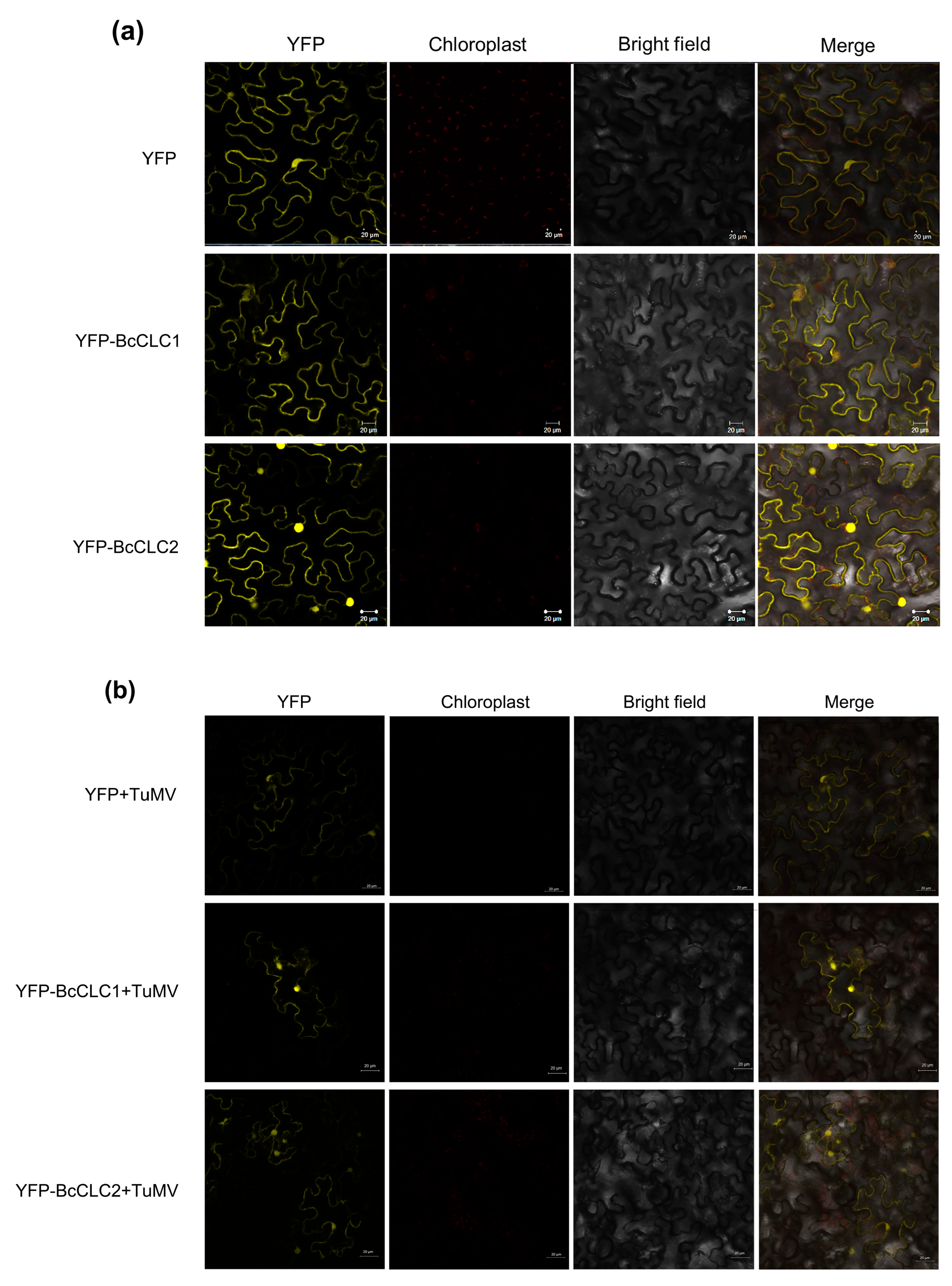 Plants 12 02269 g002