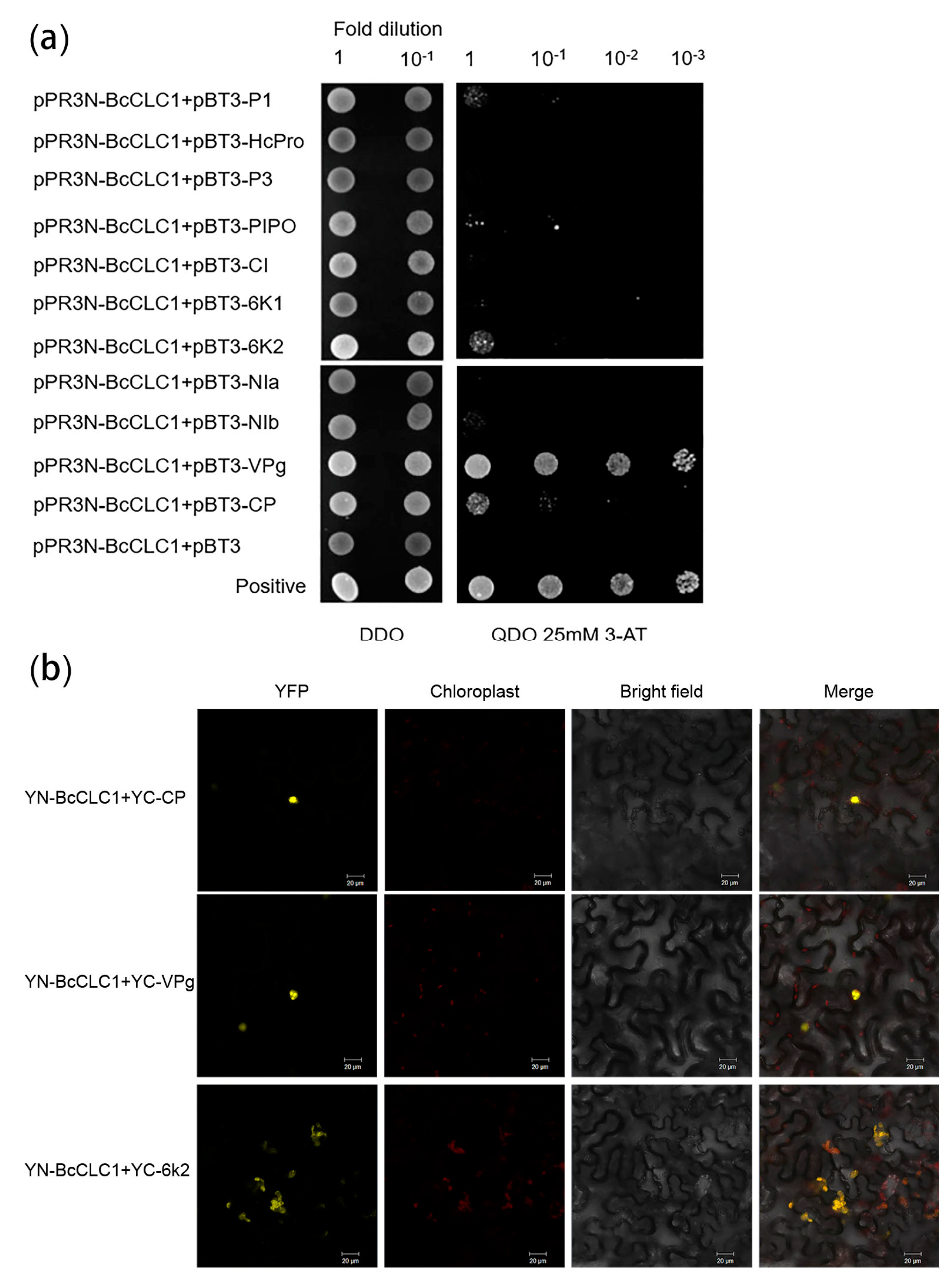 Plants 12 02269 g003