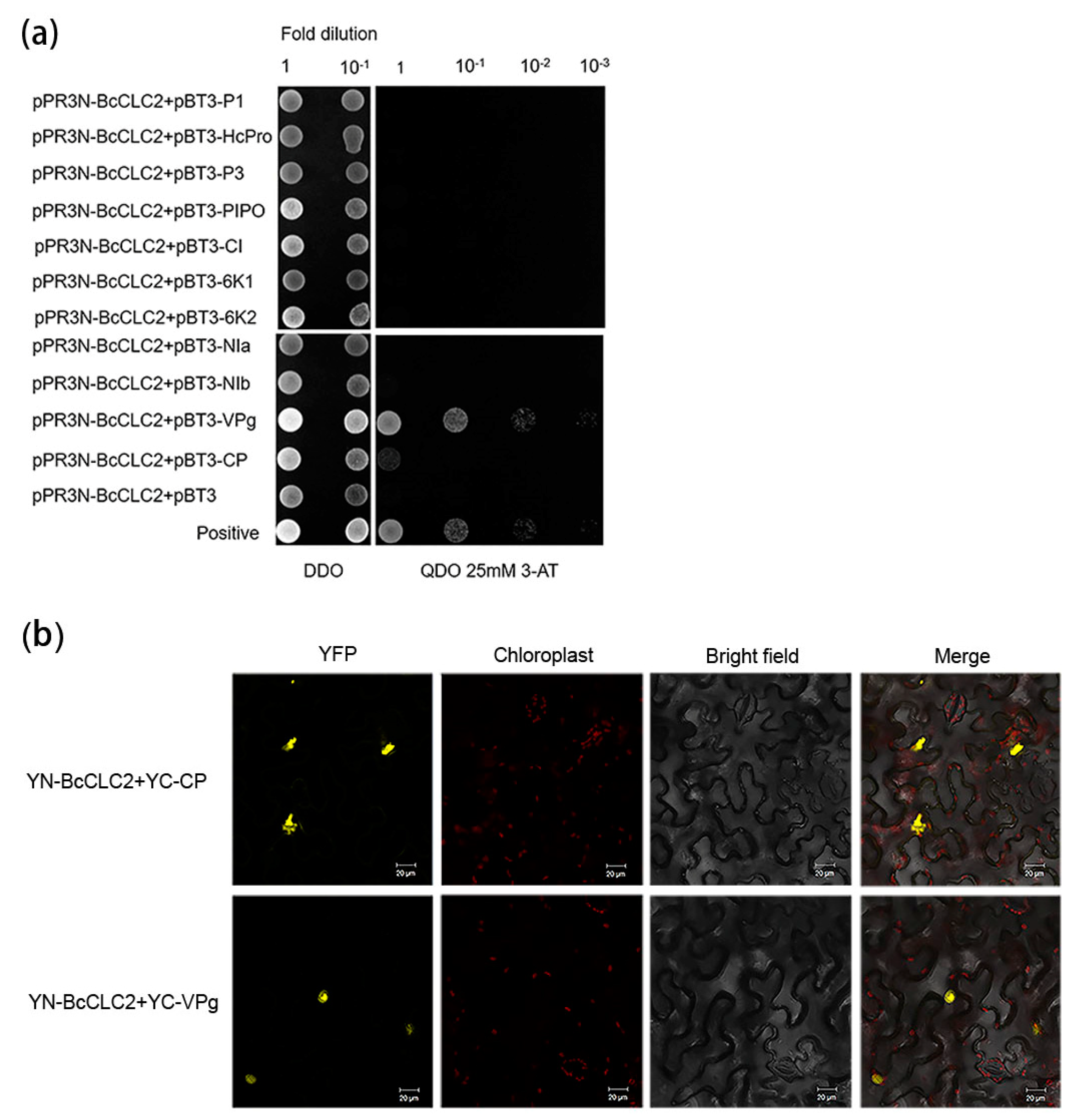 Plants 12 02269 g004