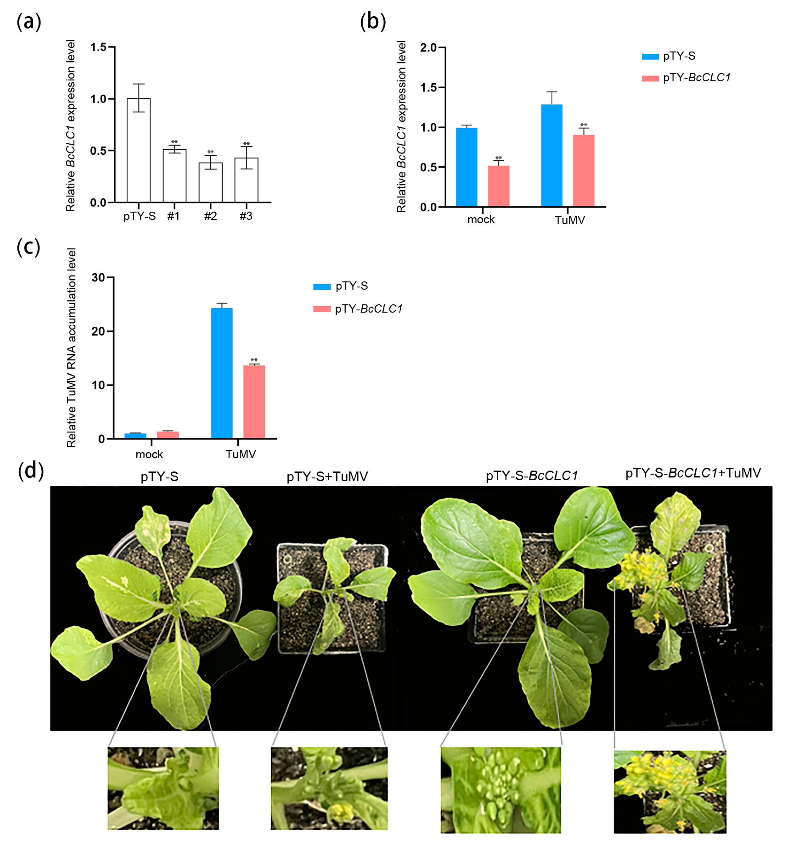 Plants 12 02269 g005