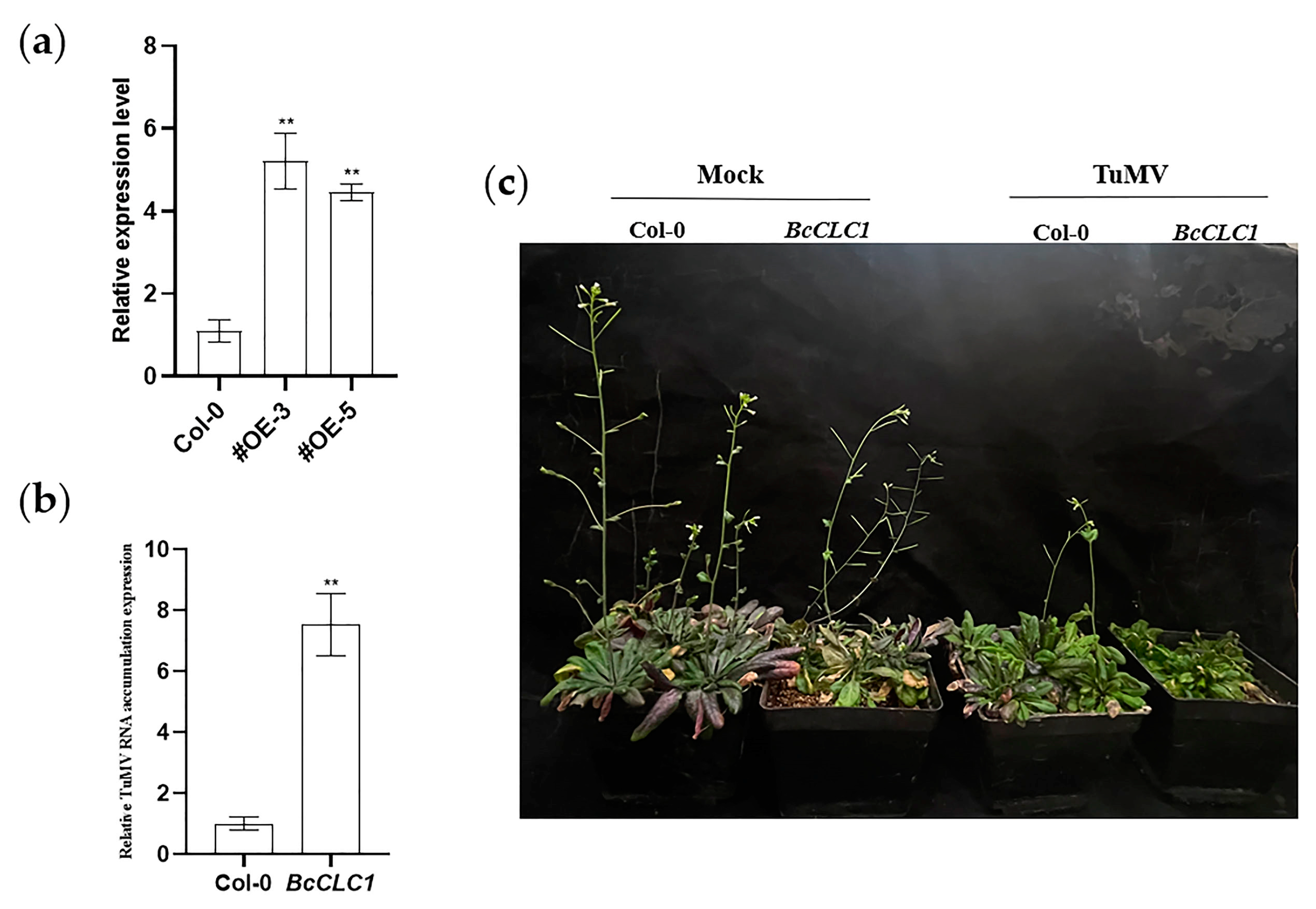 Plants 12 02269 g006