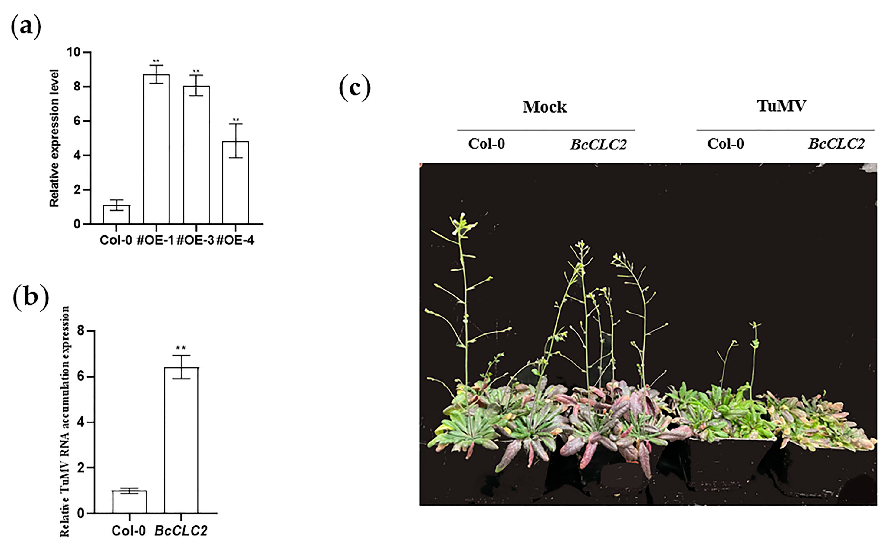 Plants 12 02269 g008