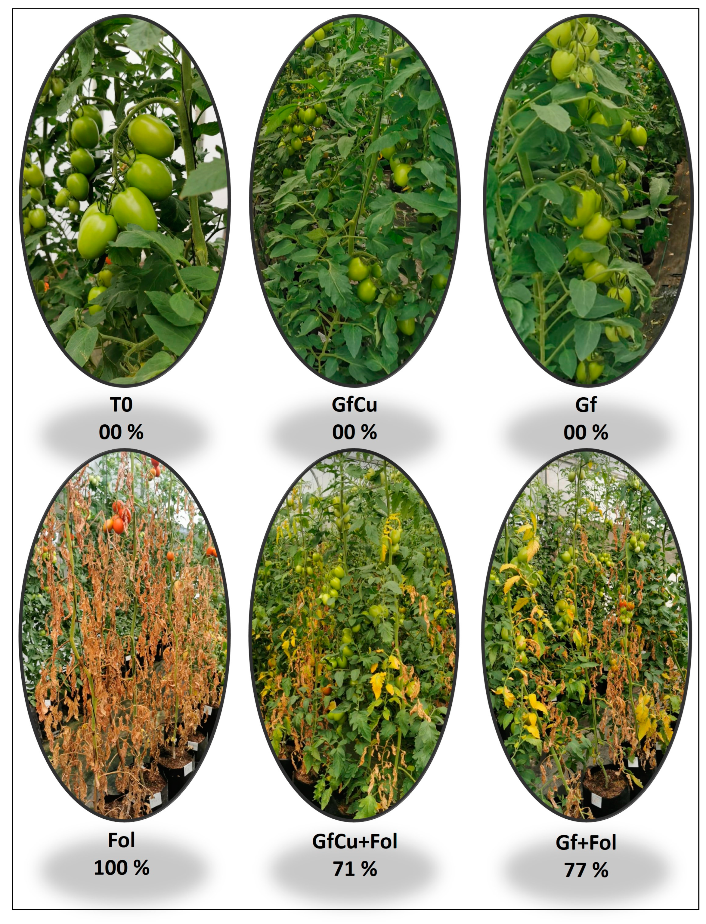 Plants 12 02270 g002