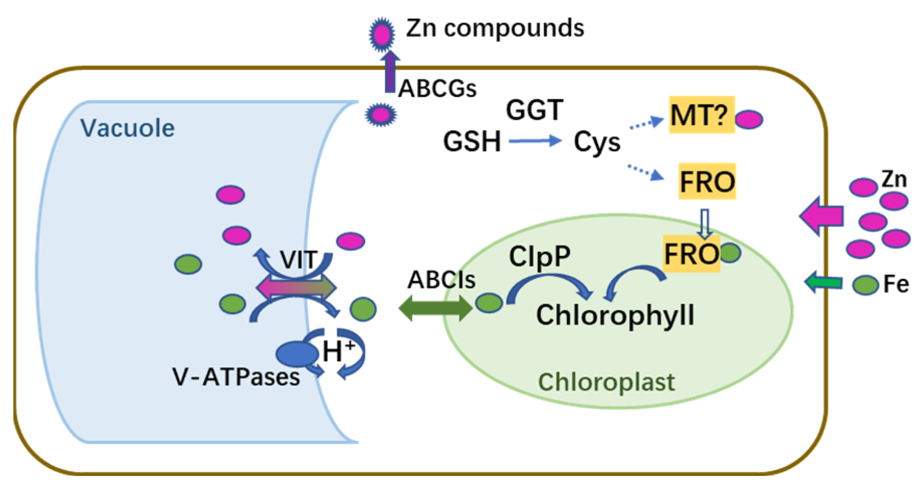Plants 12 02275 g011