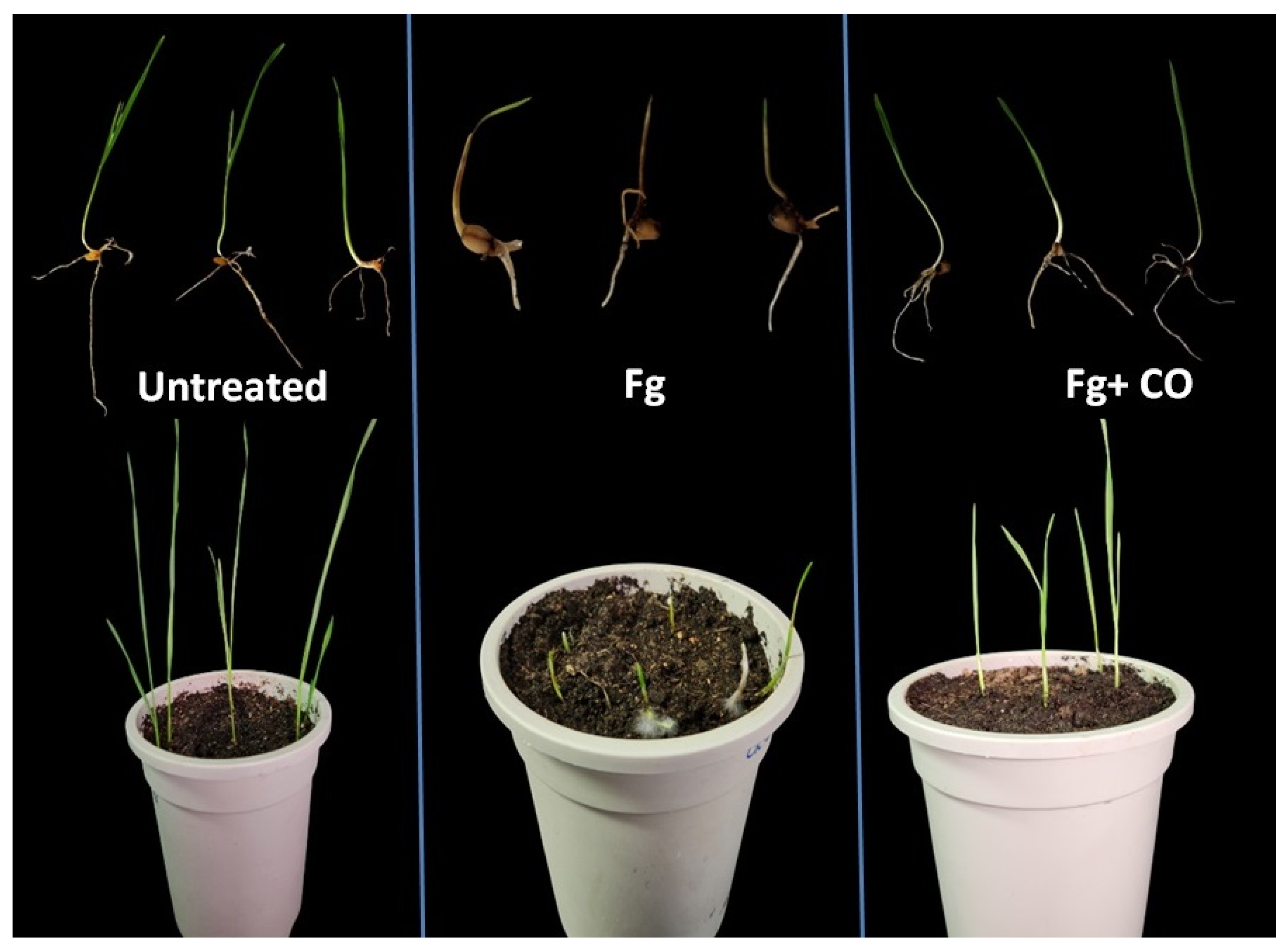 Plants 12 02277 g006 Plants 12 02277 g006