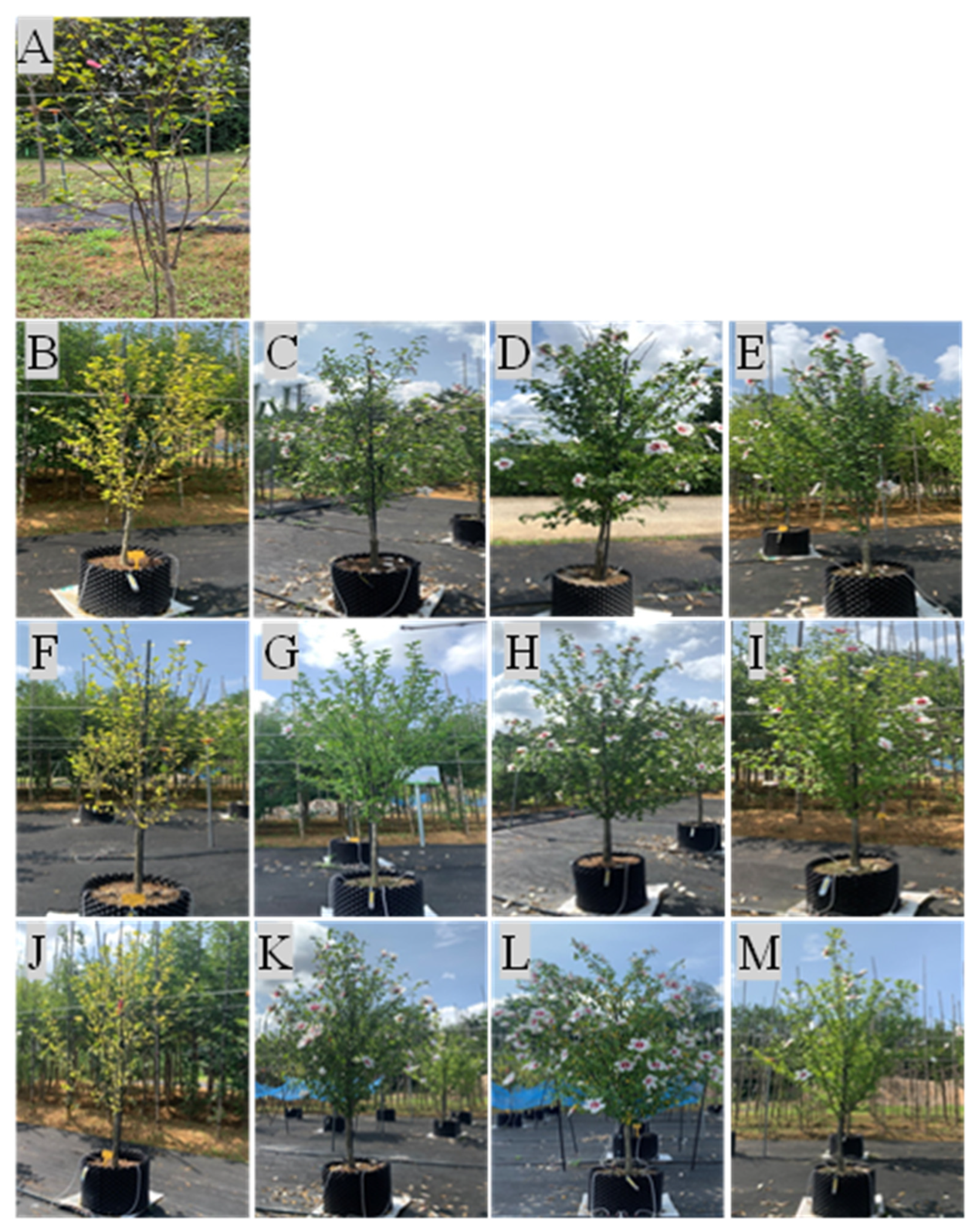 Plants 12 02293 g004