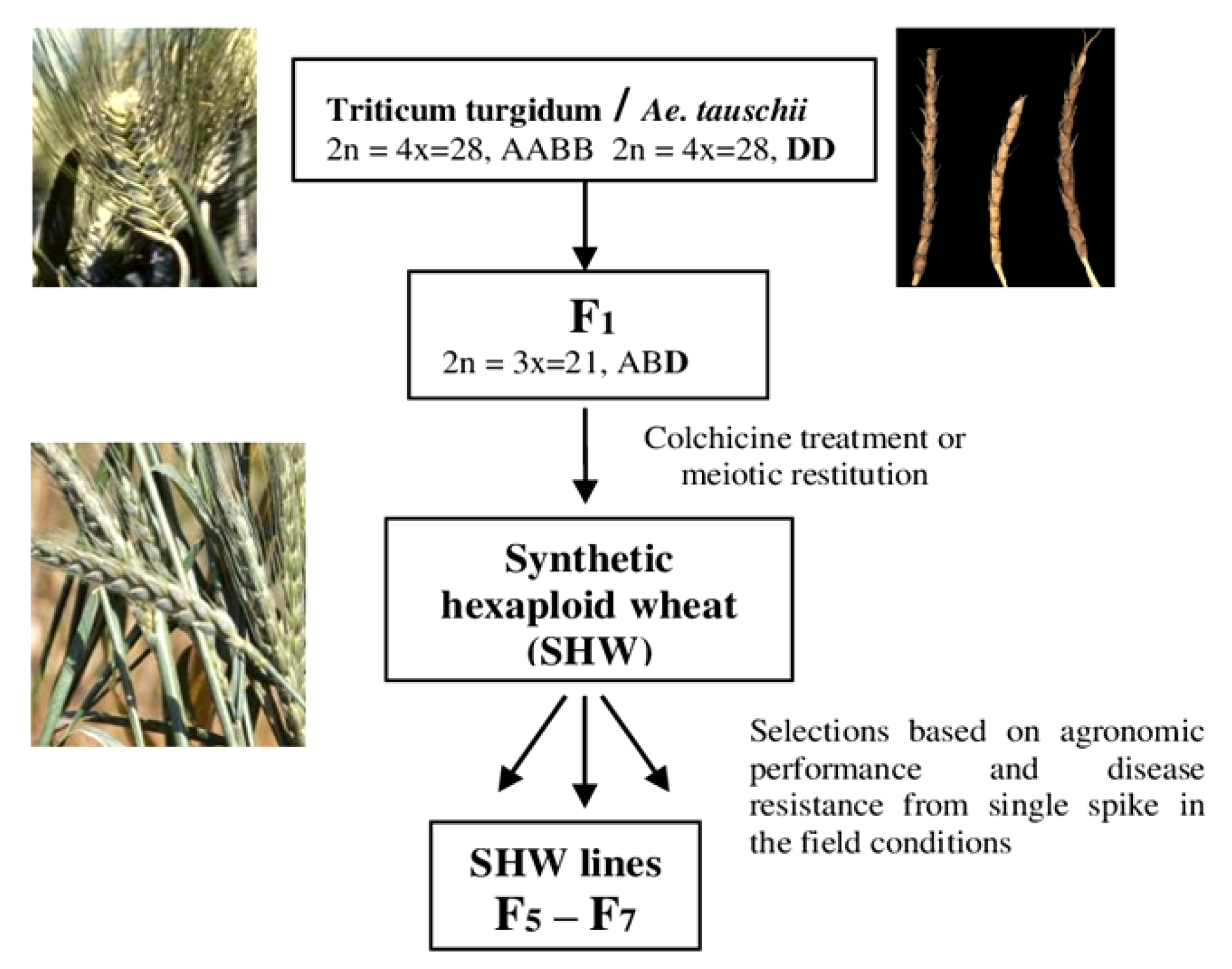 Plants 12 02301 g001 Plants 12 02301 g001