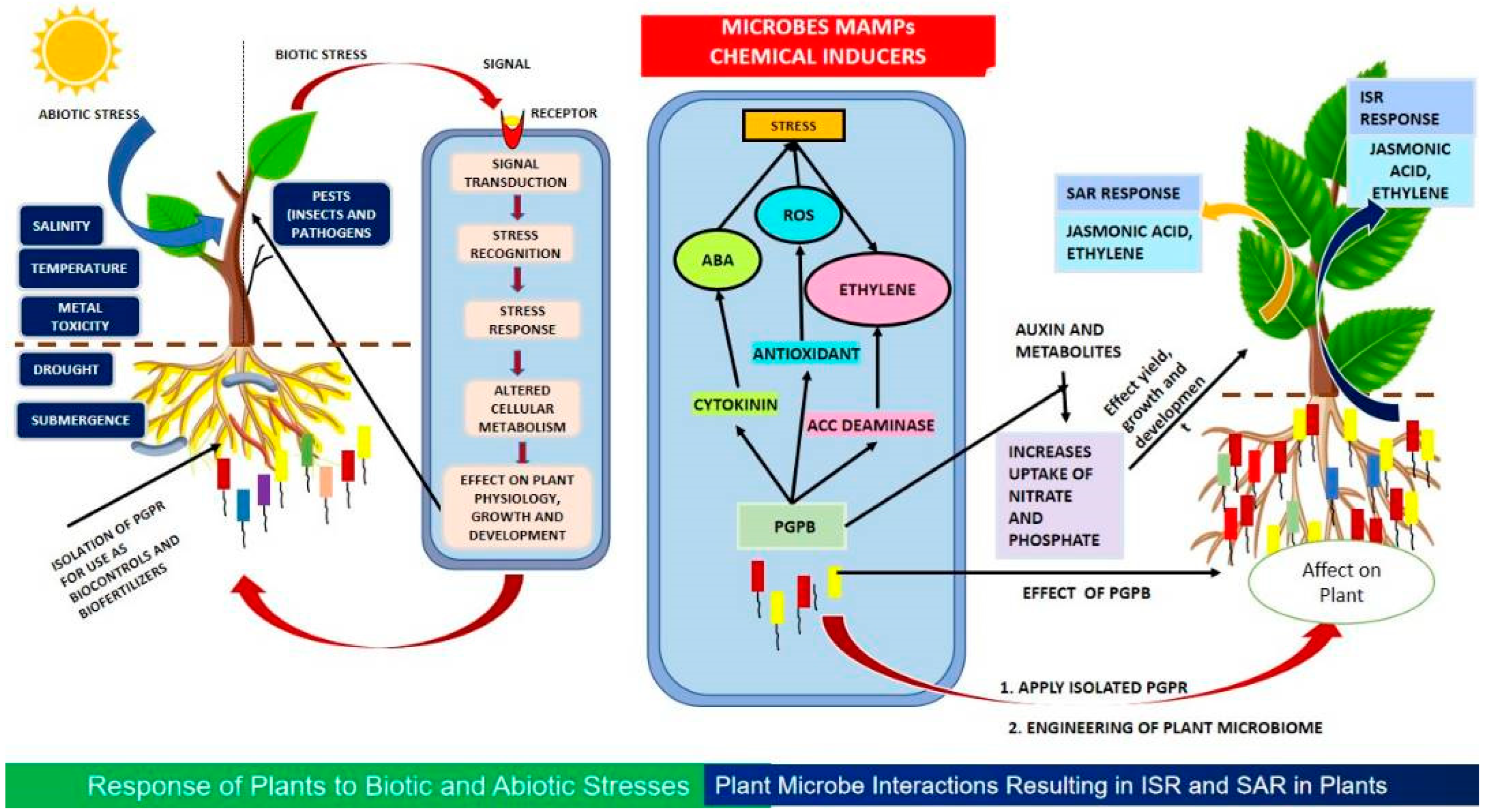 Integrating Biochar, Bacteria, and Plants for Sustainable