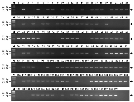 Development and Characterization of a Novel Wheat–Tetraploid