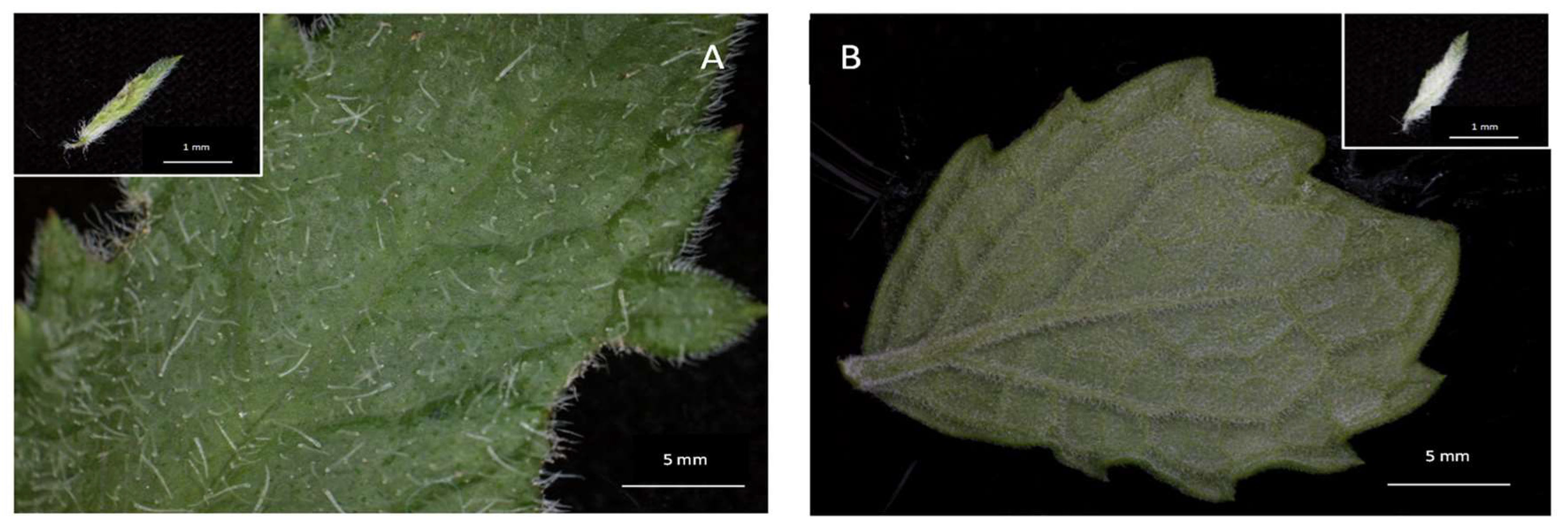 Plants 12 02312 g001