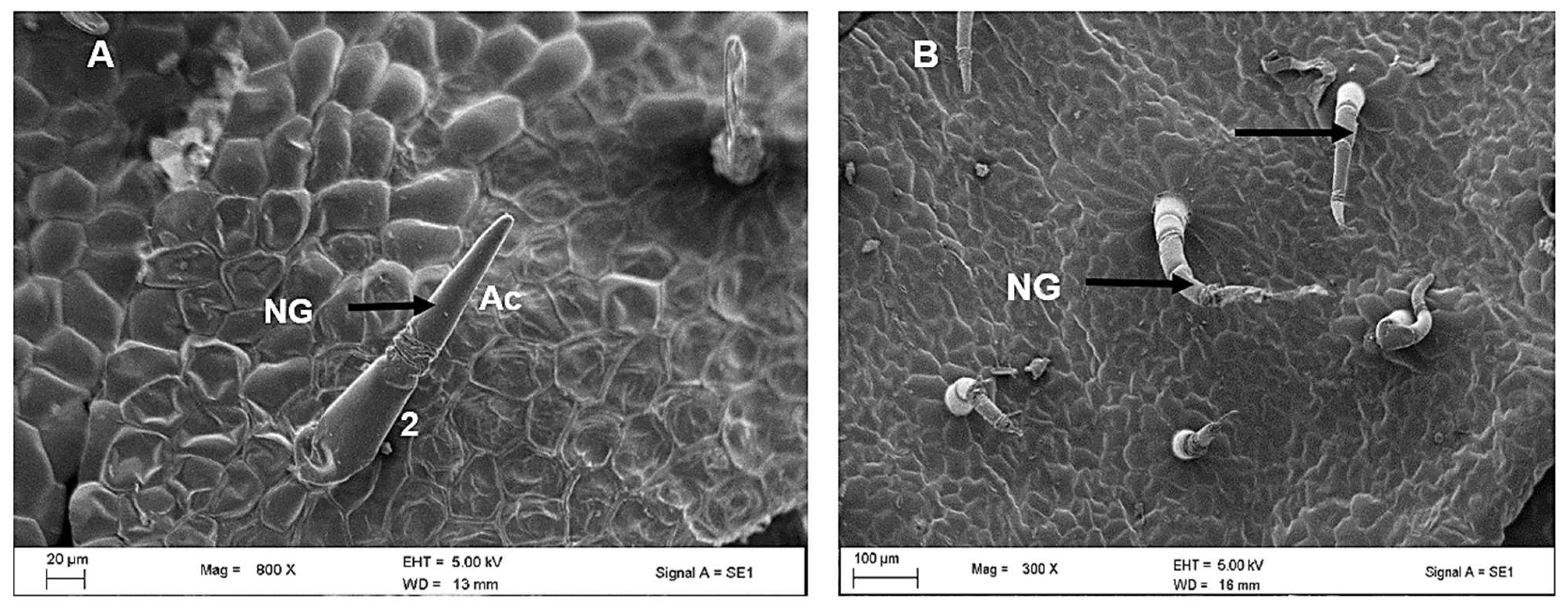 Plants 12 02312 g004