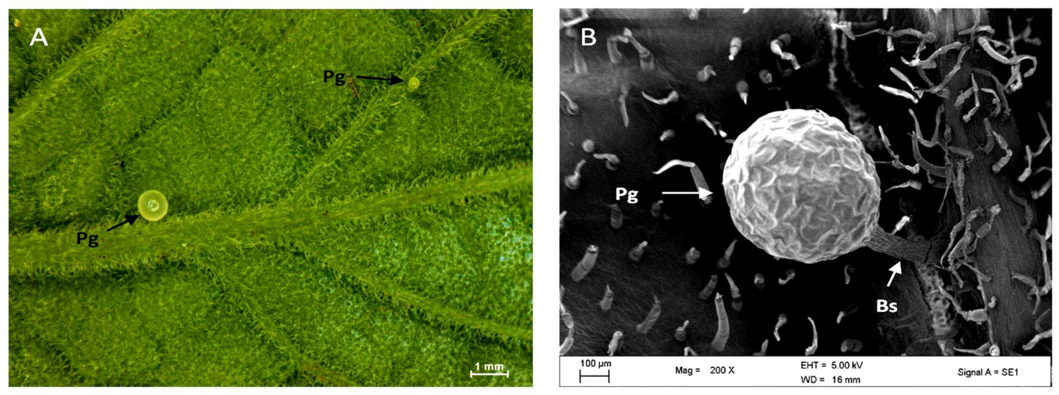 Plants 12 02312 g005