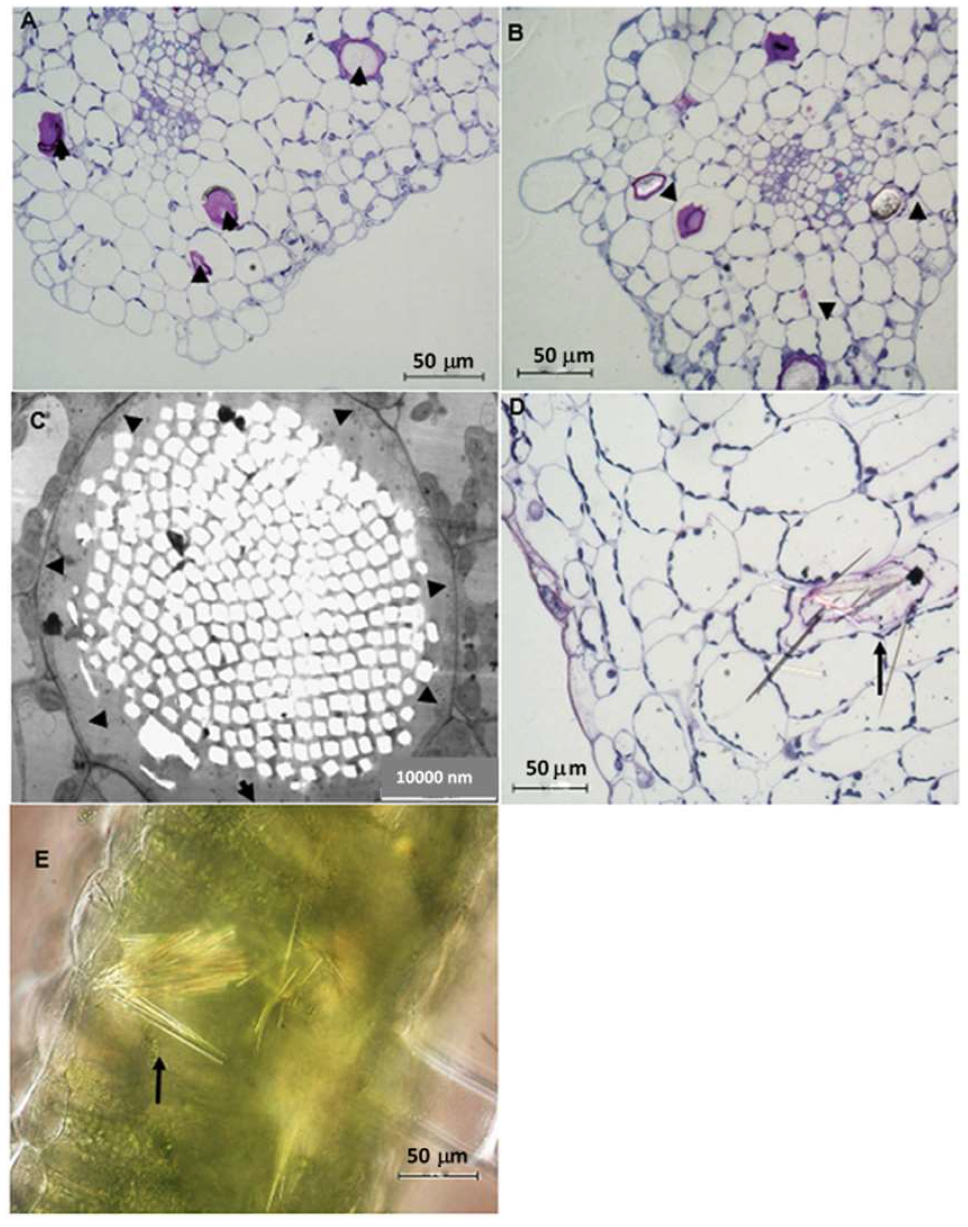 Plants 12 02312 g007