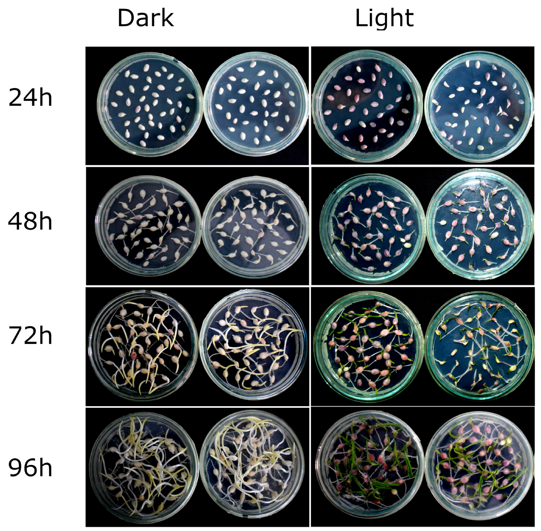 Plants 12 02314 g001 Plants 12 02314 g001
