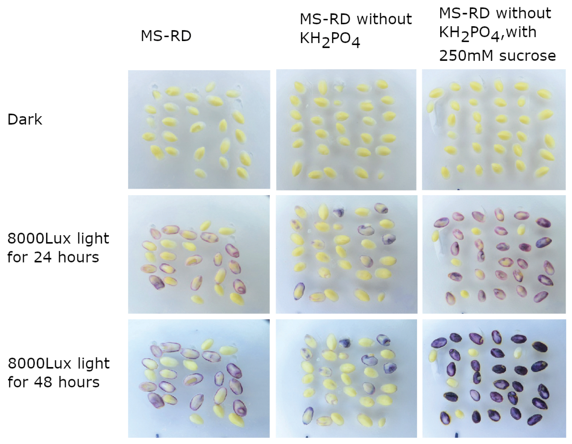 Plants 12 02314 g004 Plants 12 02314 g004