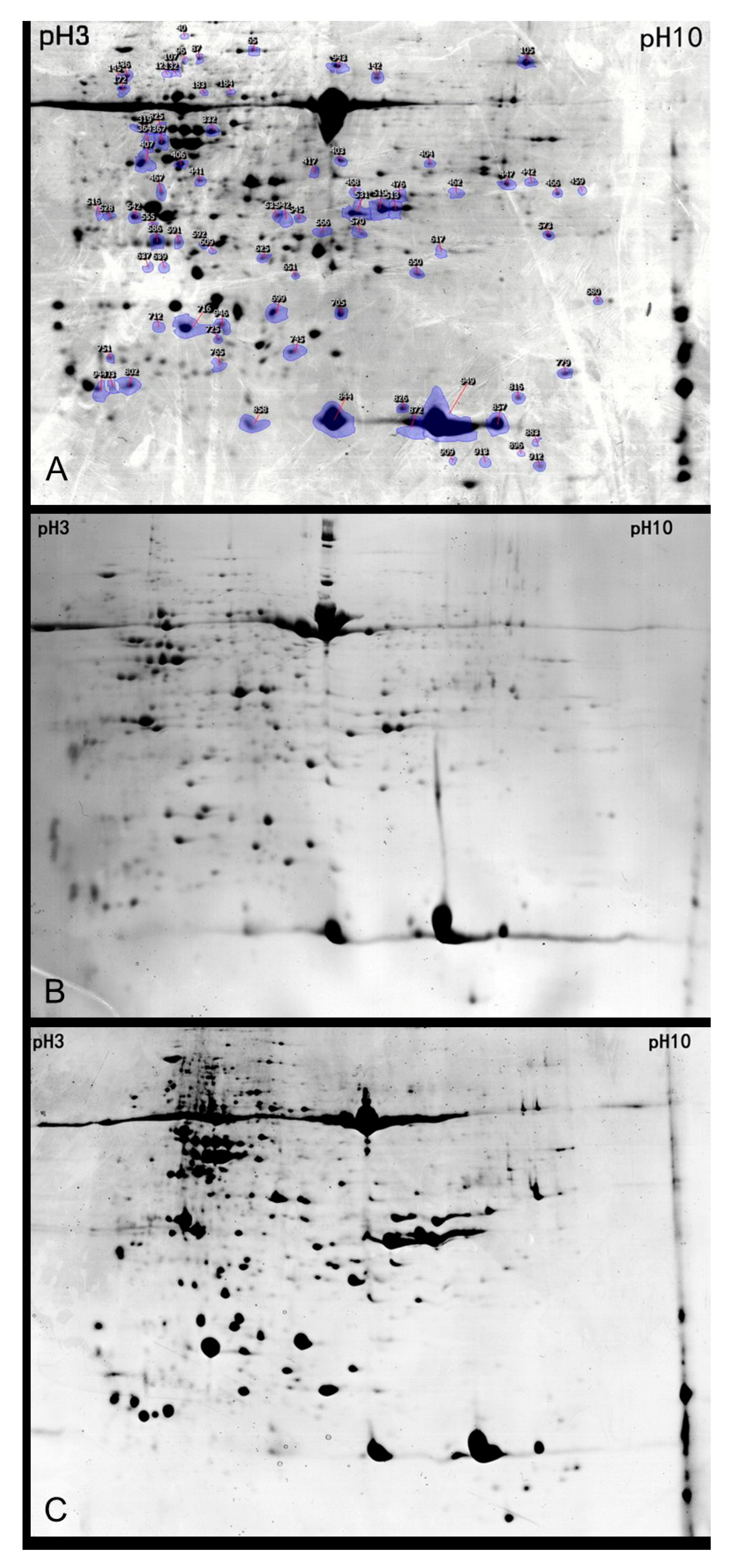 Proteomic Analysis of Bt cry1Ac Transgenic Oilseed Rape
