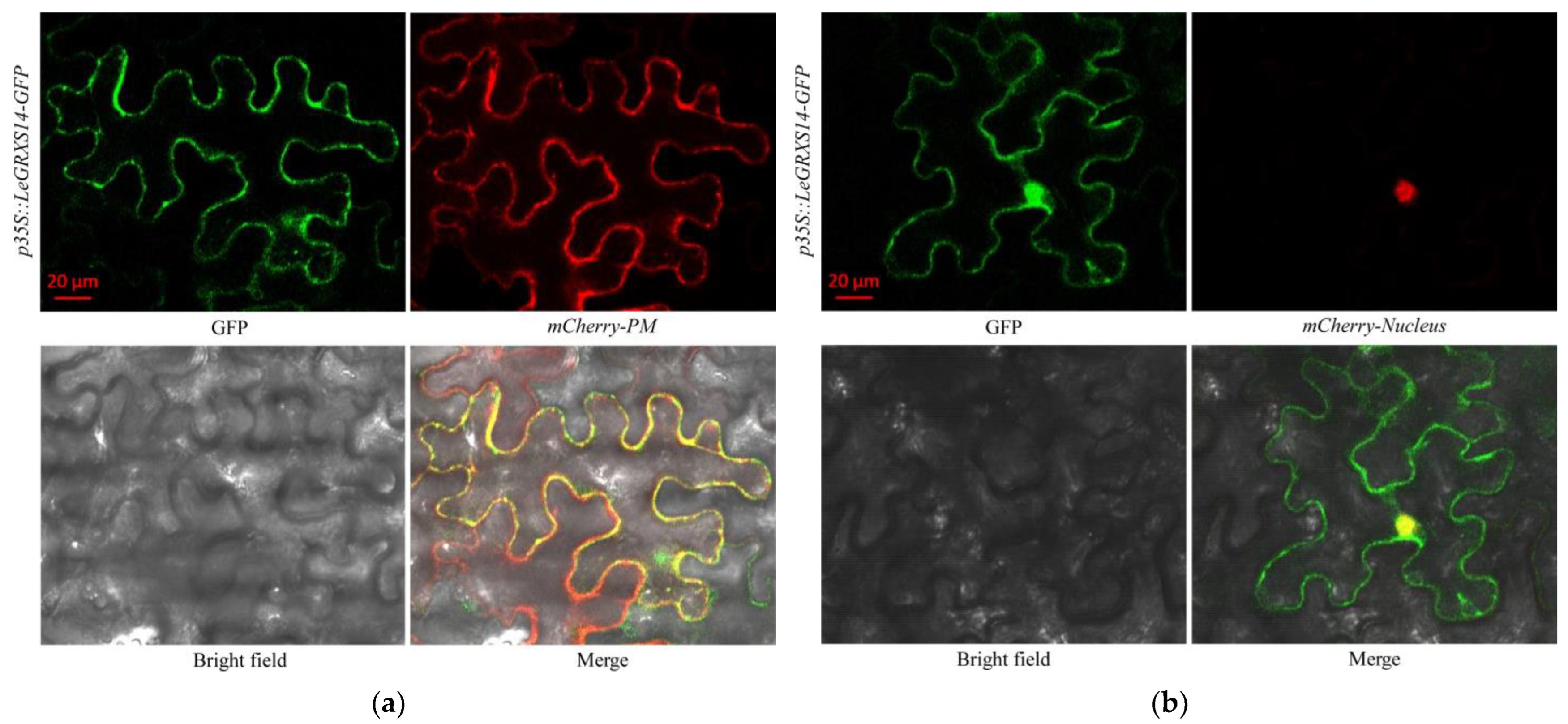 Plants 12 02320 g004 Plants 12 02320 g004