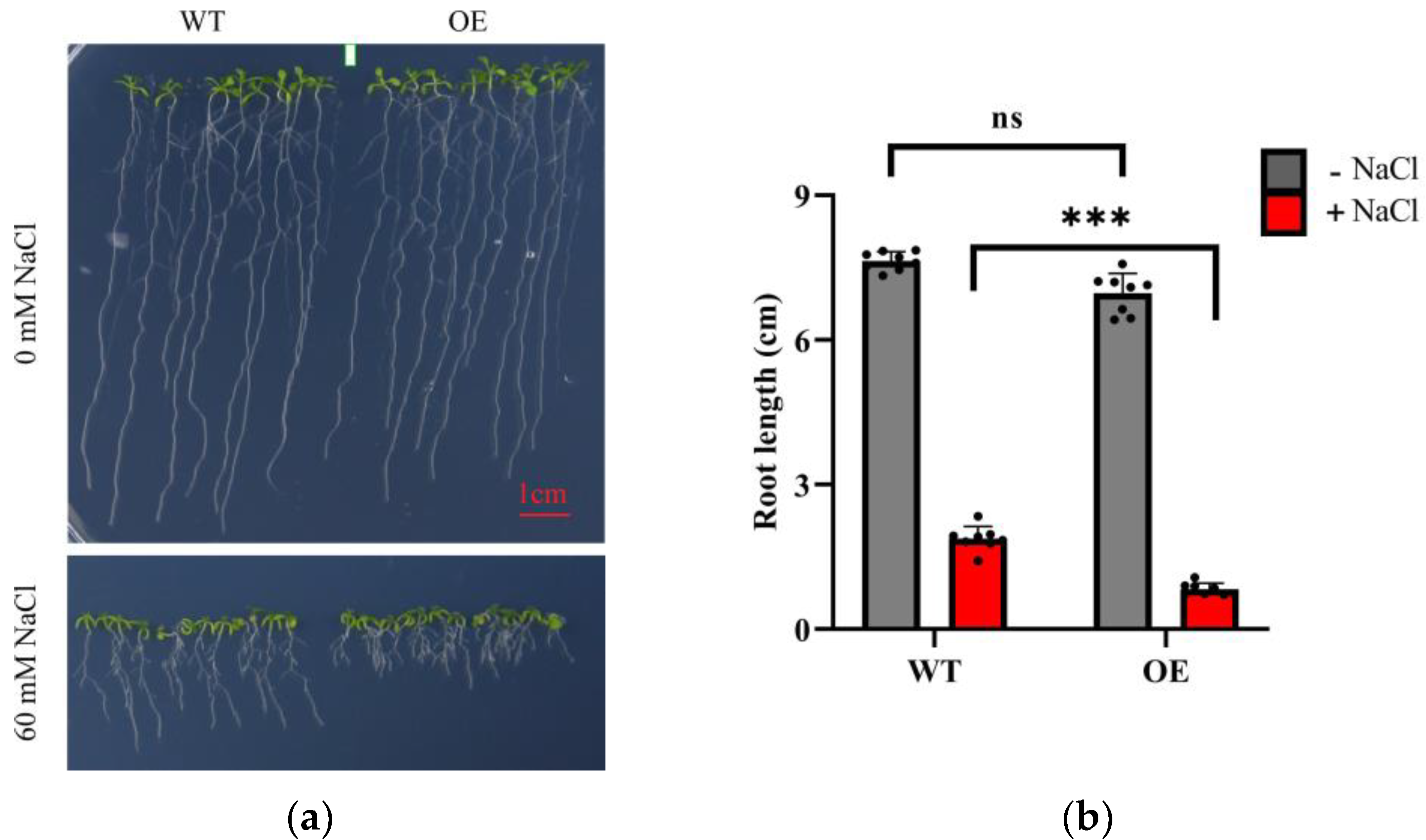 Plants 12 02320 g005 Plants 12 02320 g005