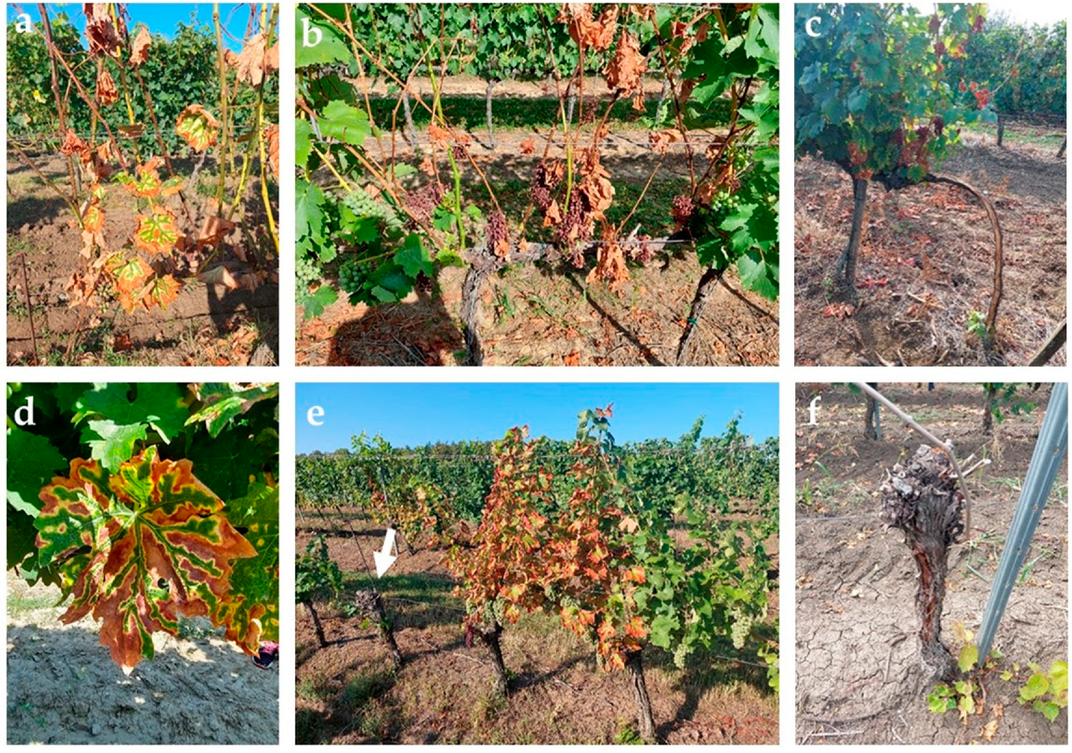 Plants 12 02328 g001