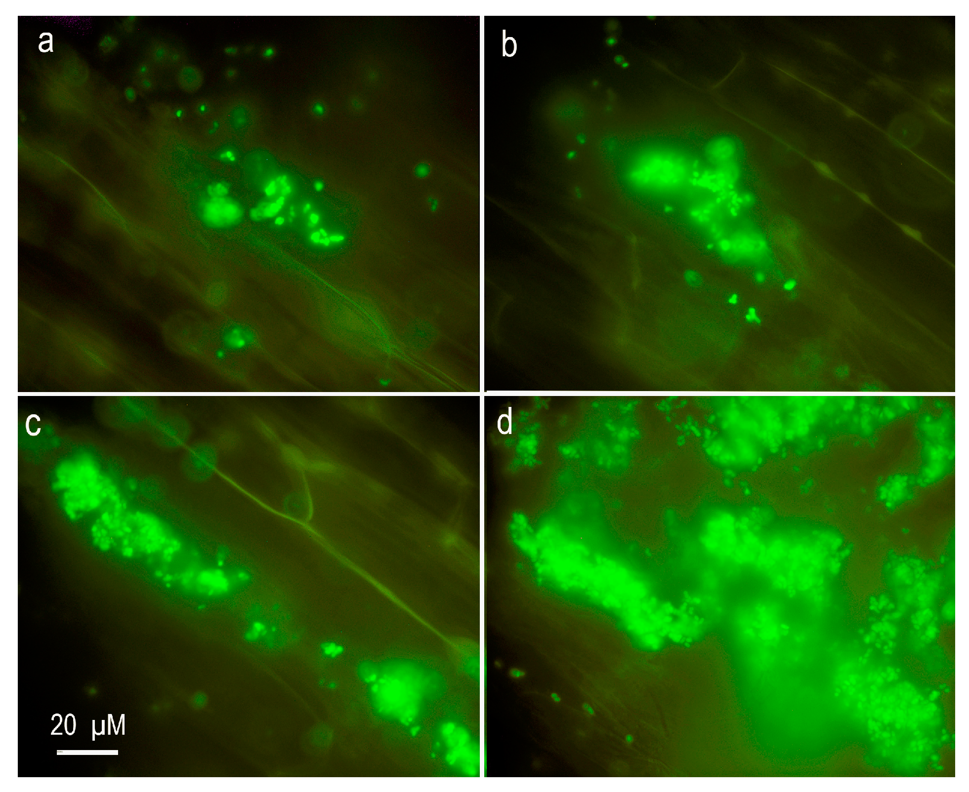 Plants 12 02334 g005